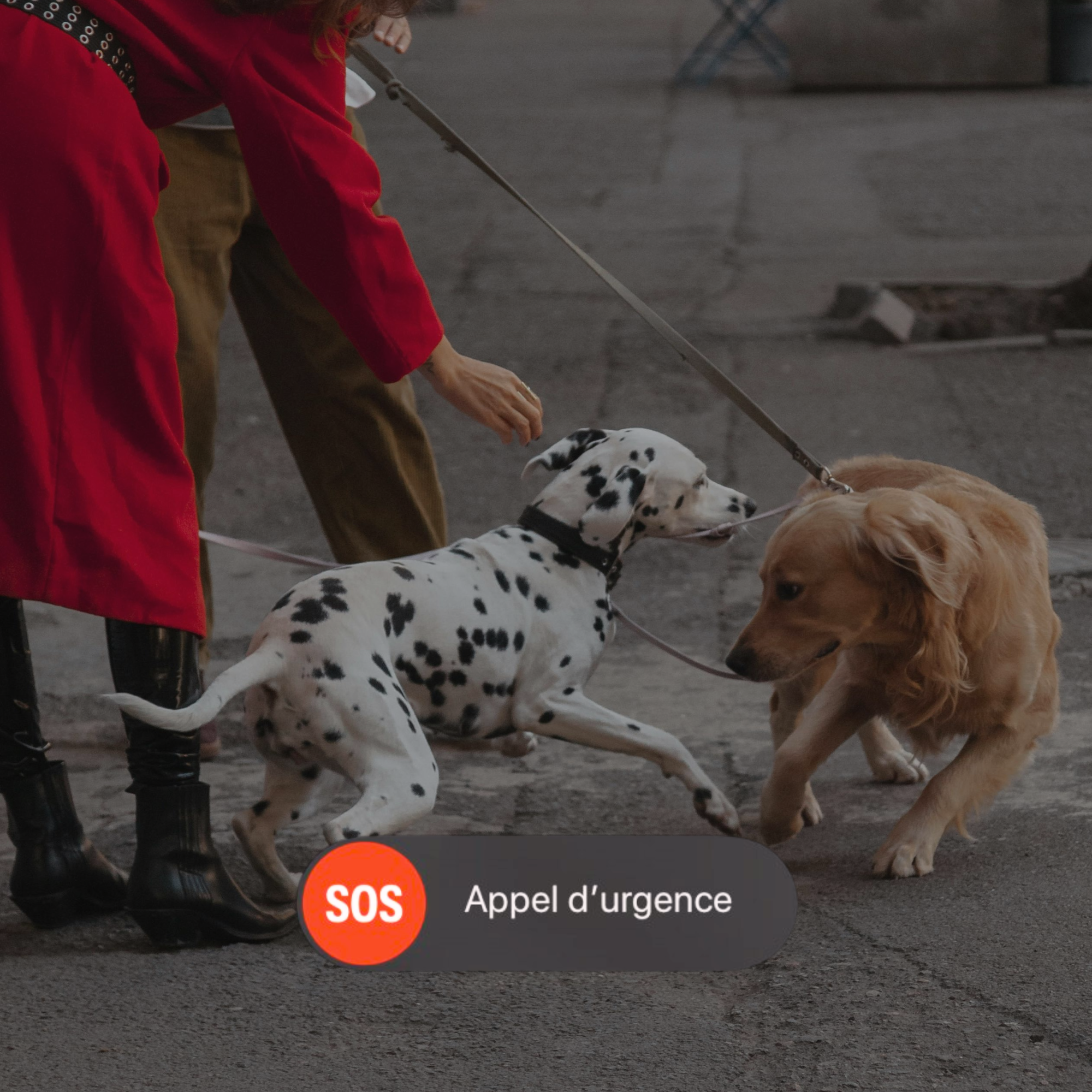 1 Séance d'Éducation Canine