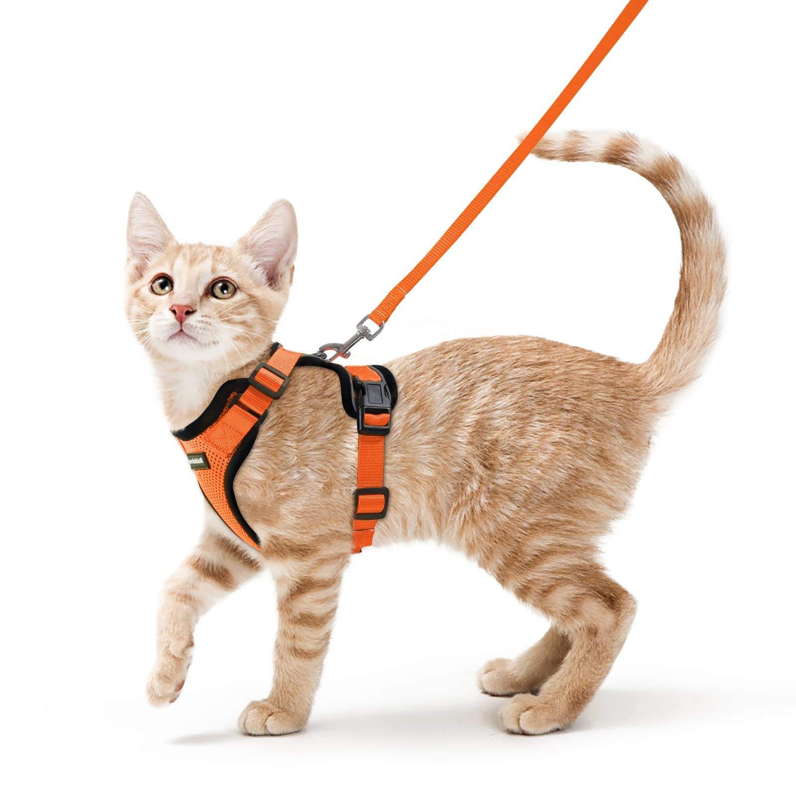 Cat Harness with Leash