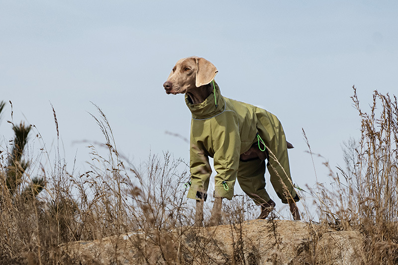 Dog Outdoor Jacket