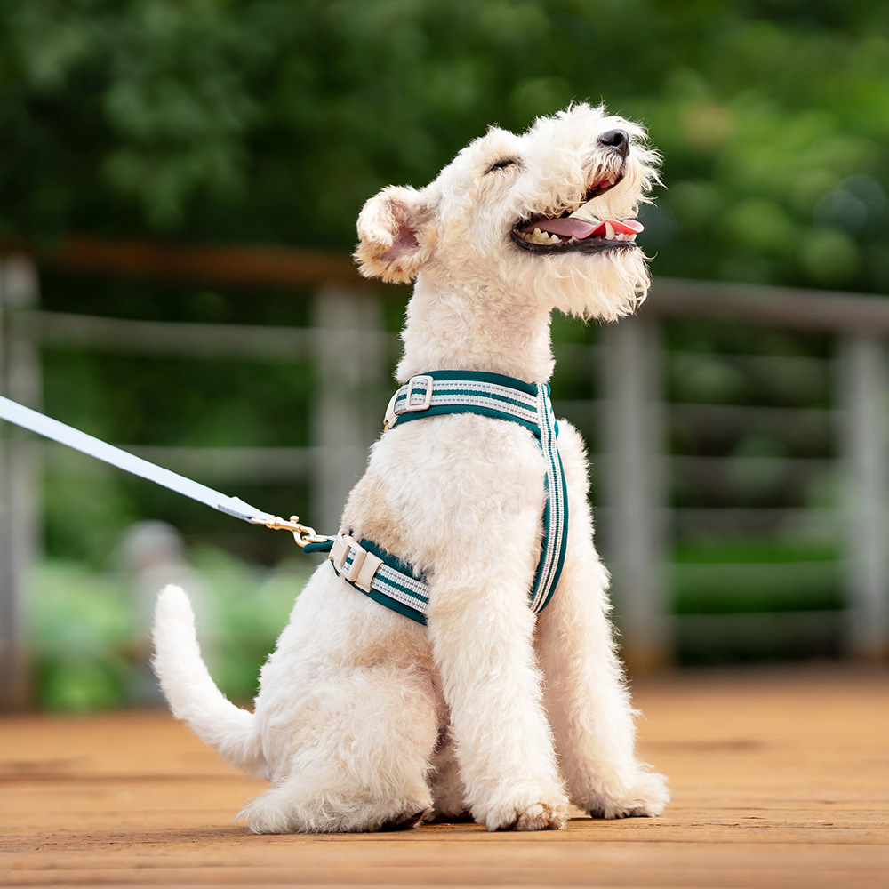 Breathable Summer Vest-Style Dog Harness & Leash Set