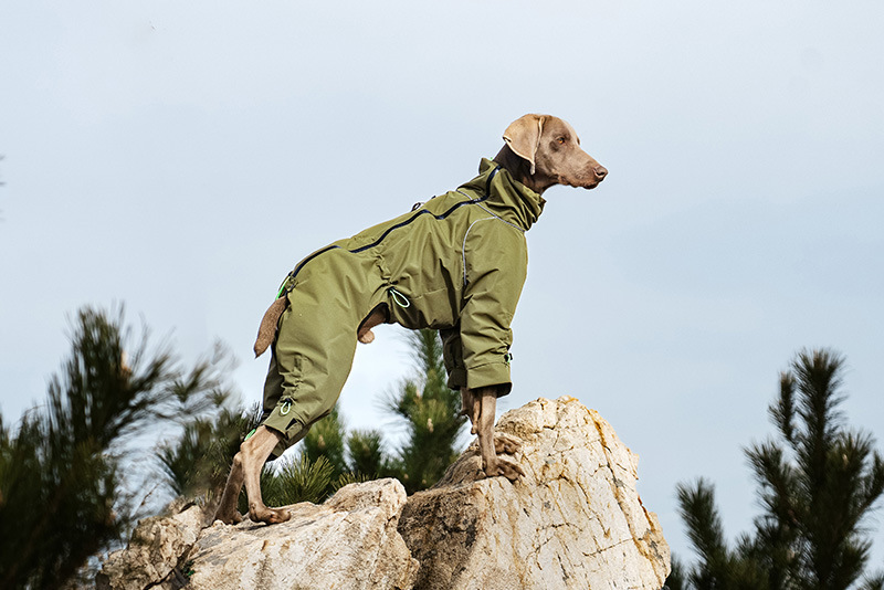 Dog Outdoor Jacket