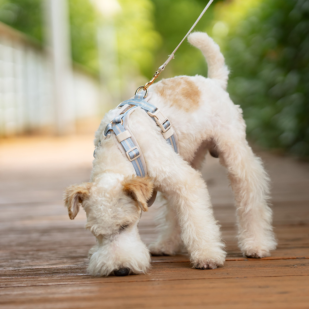 Breathable Summer Vest-Style Dog Harness & Leash Set