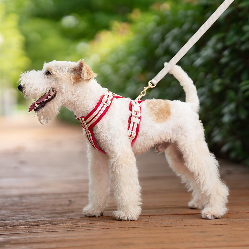 Breathable Summer Vest-Style Dog Harness & Leash Set