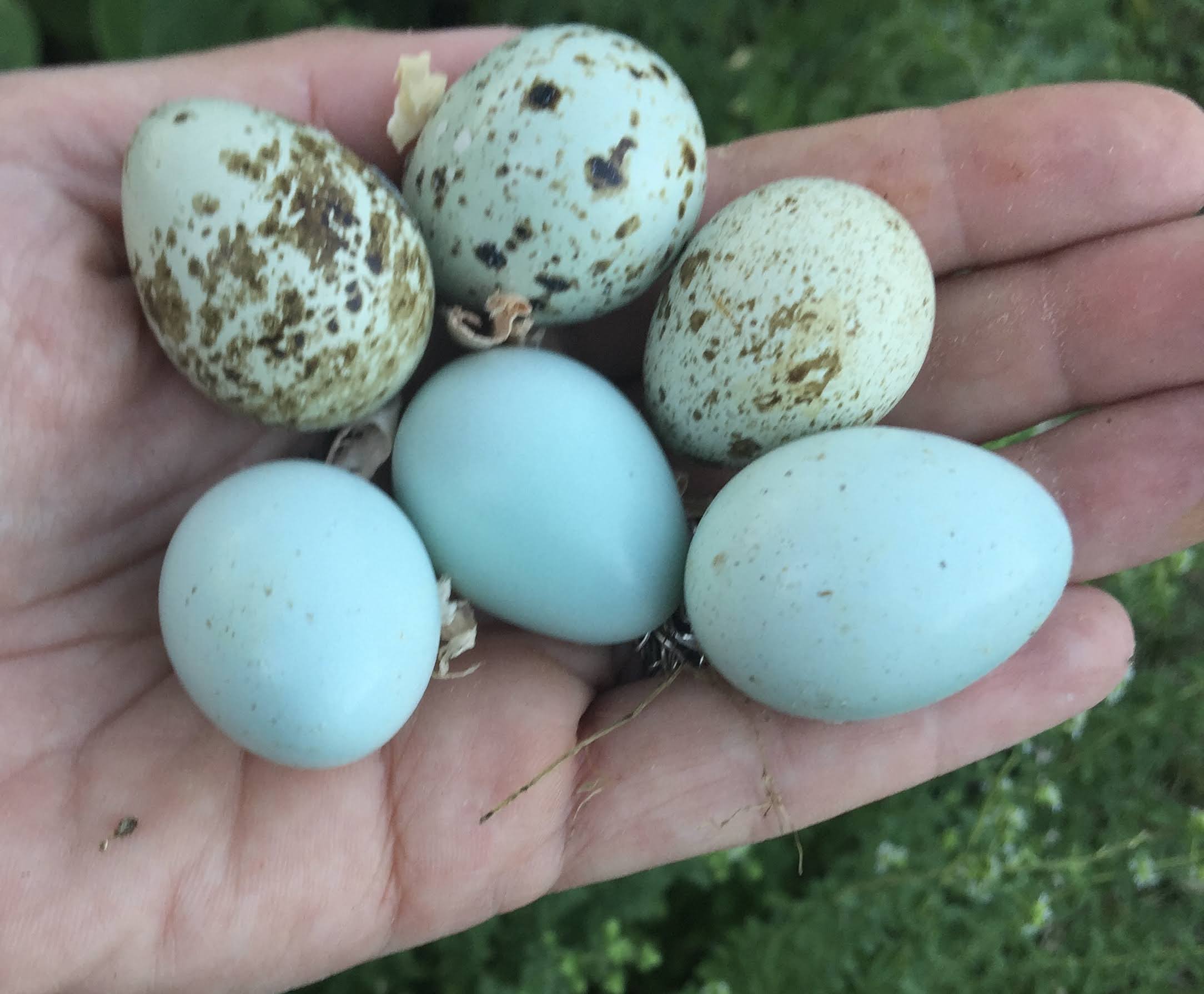 Fertile Jumbo Celadon Eggs 1-Dozen