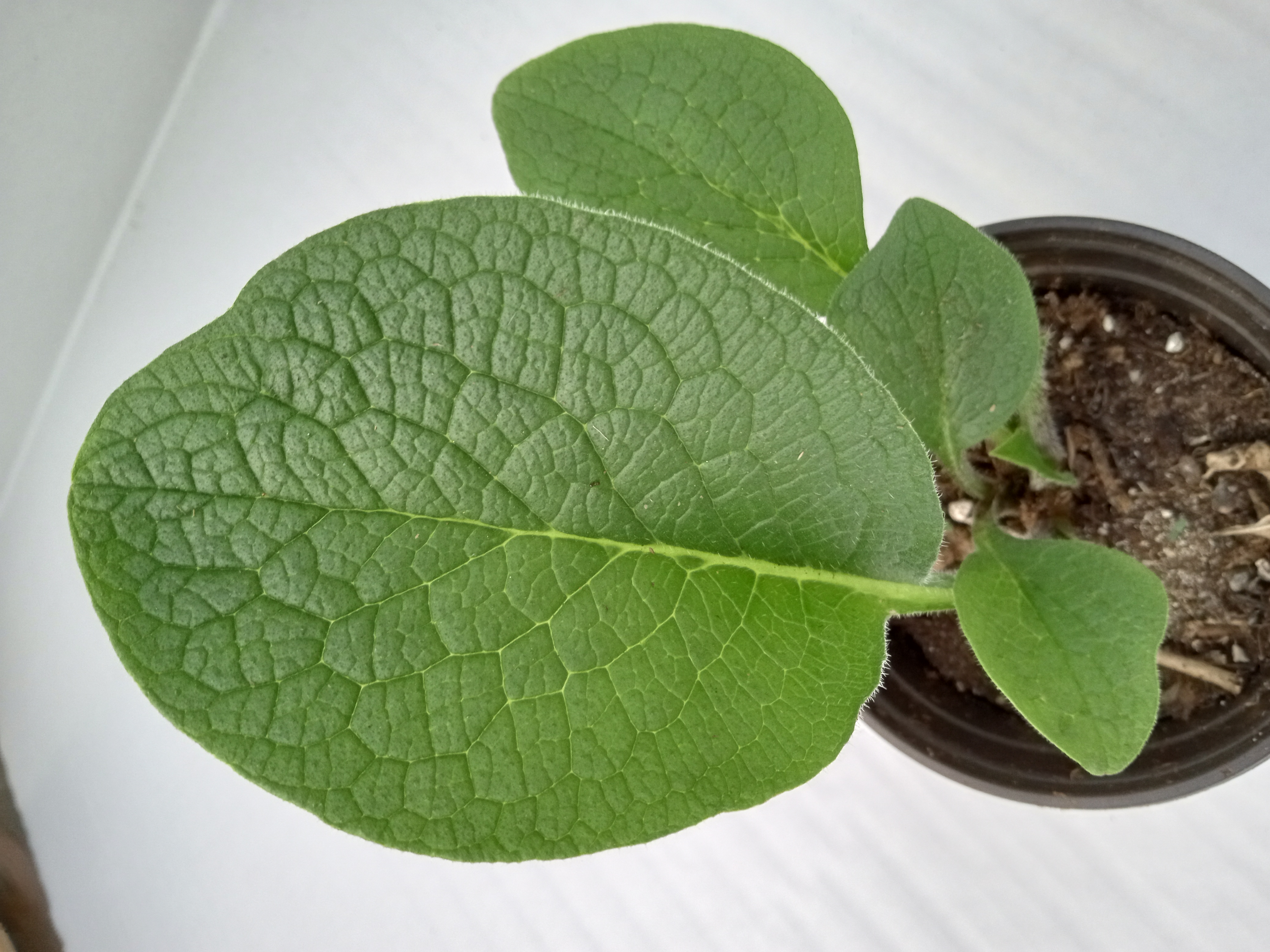 Comfrey Russian Bocking 14 