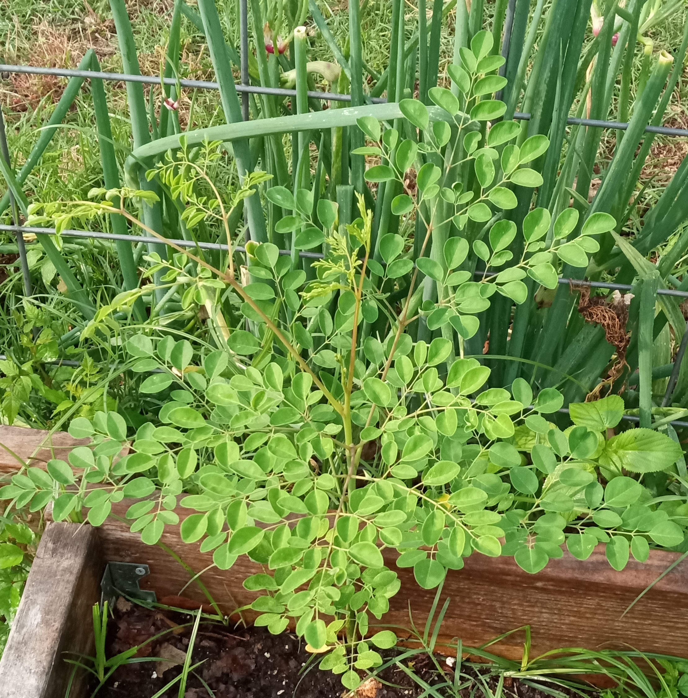 Moringa 