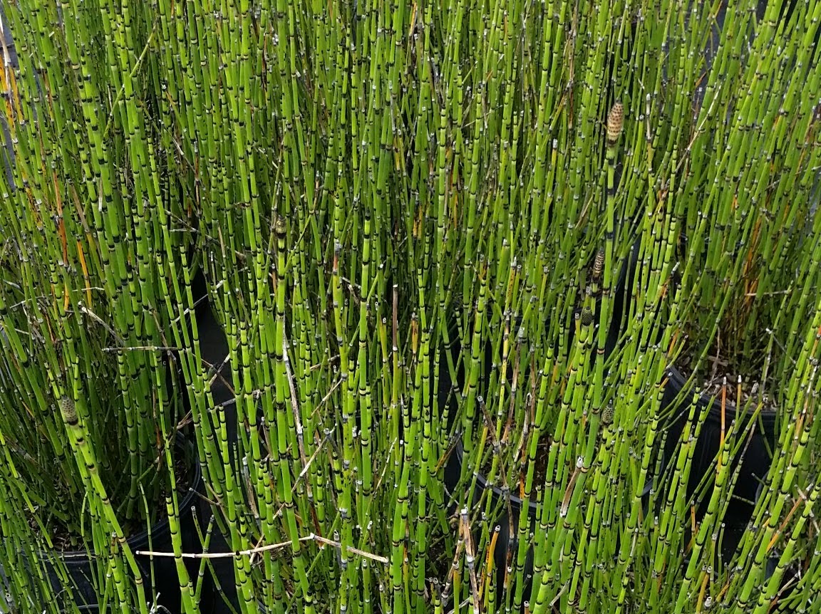 Horsetail 