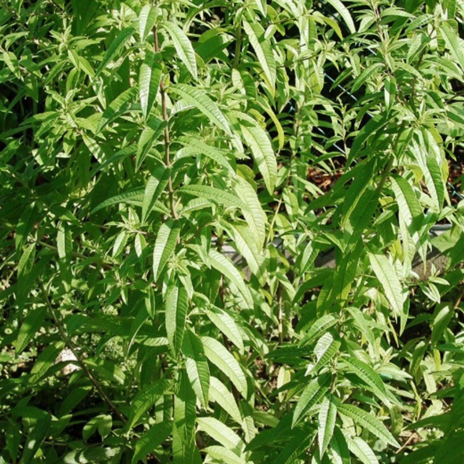 Lemon Verbena 