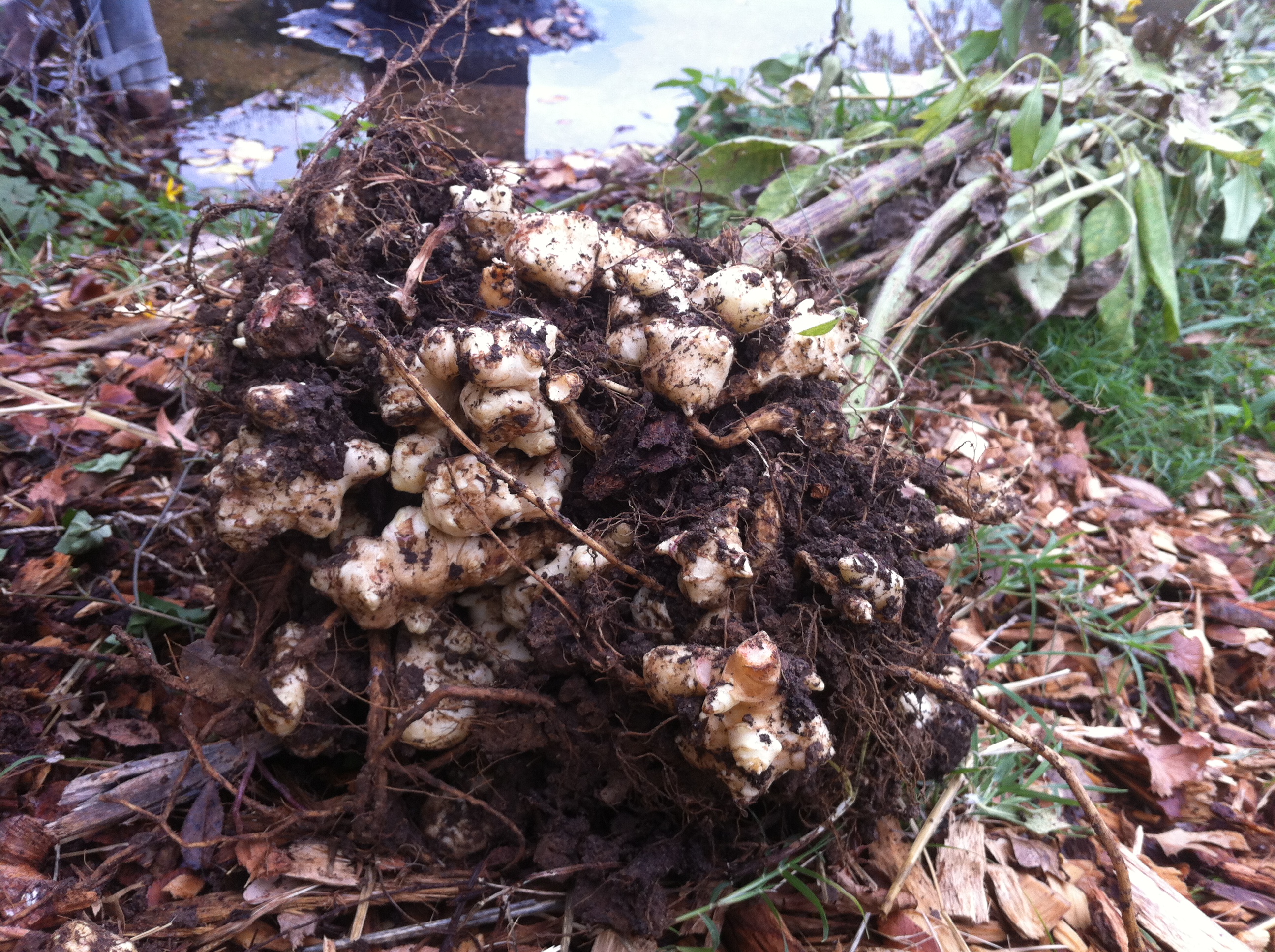 Burbsteading  Summer Camp Intensive  June 8-12 