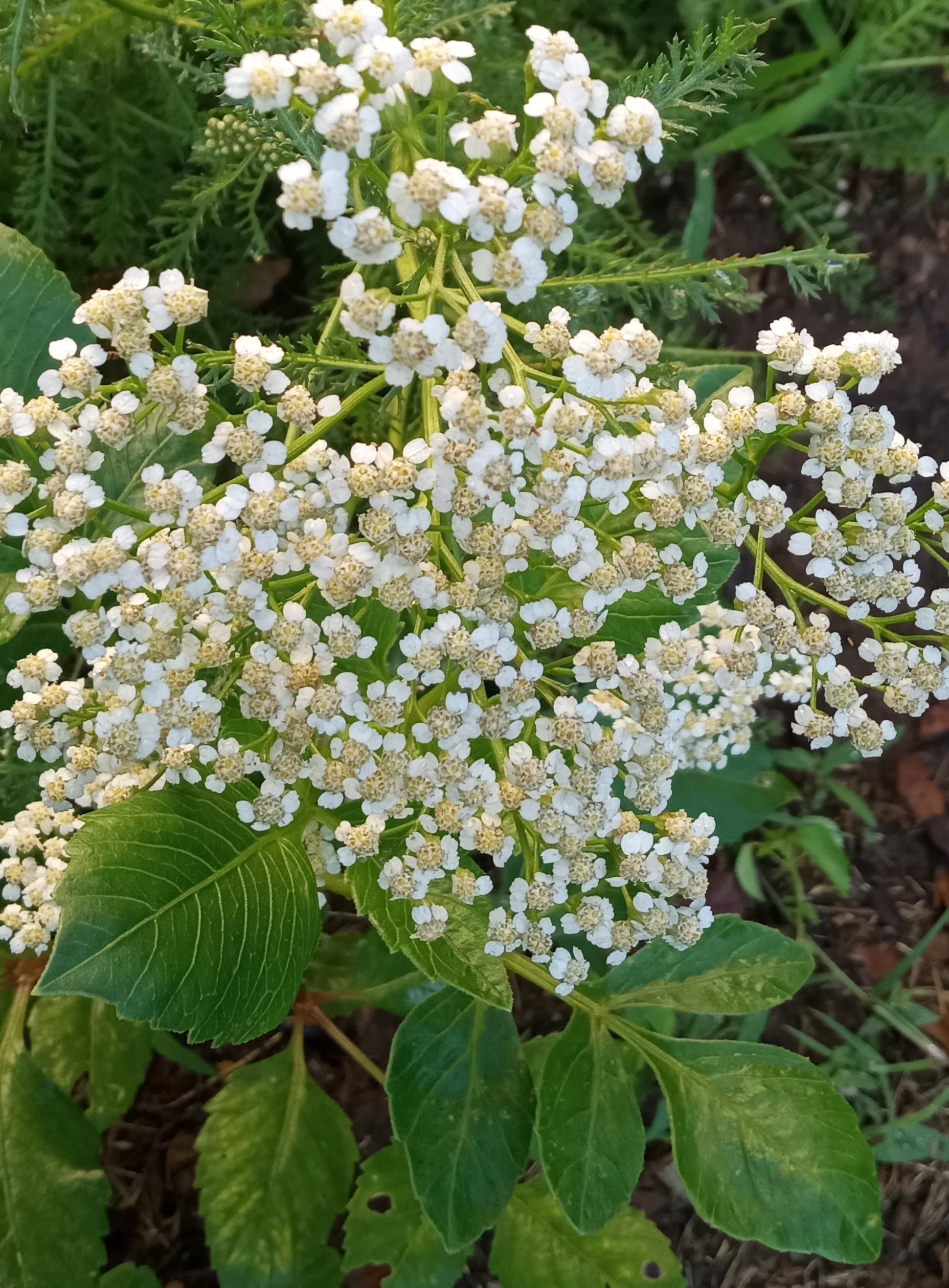 Native Texas Elderberry