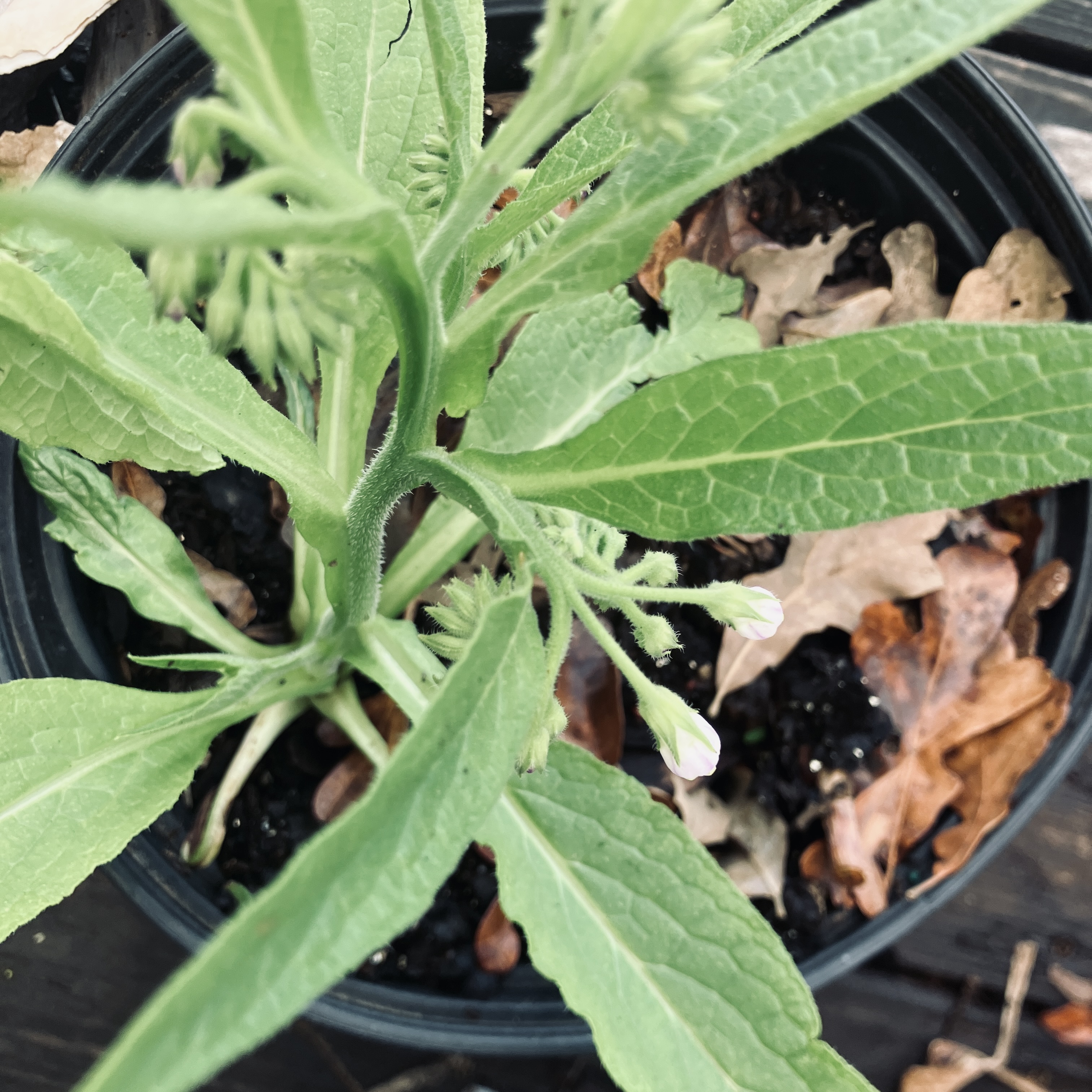 Comfrey Russian Bocking 14 