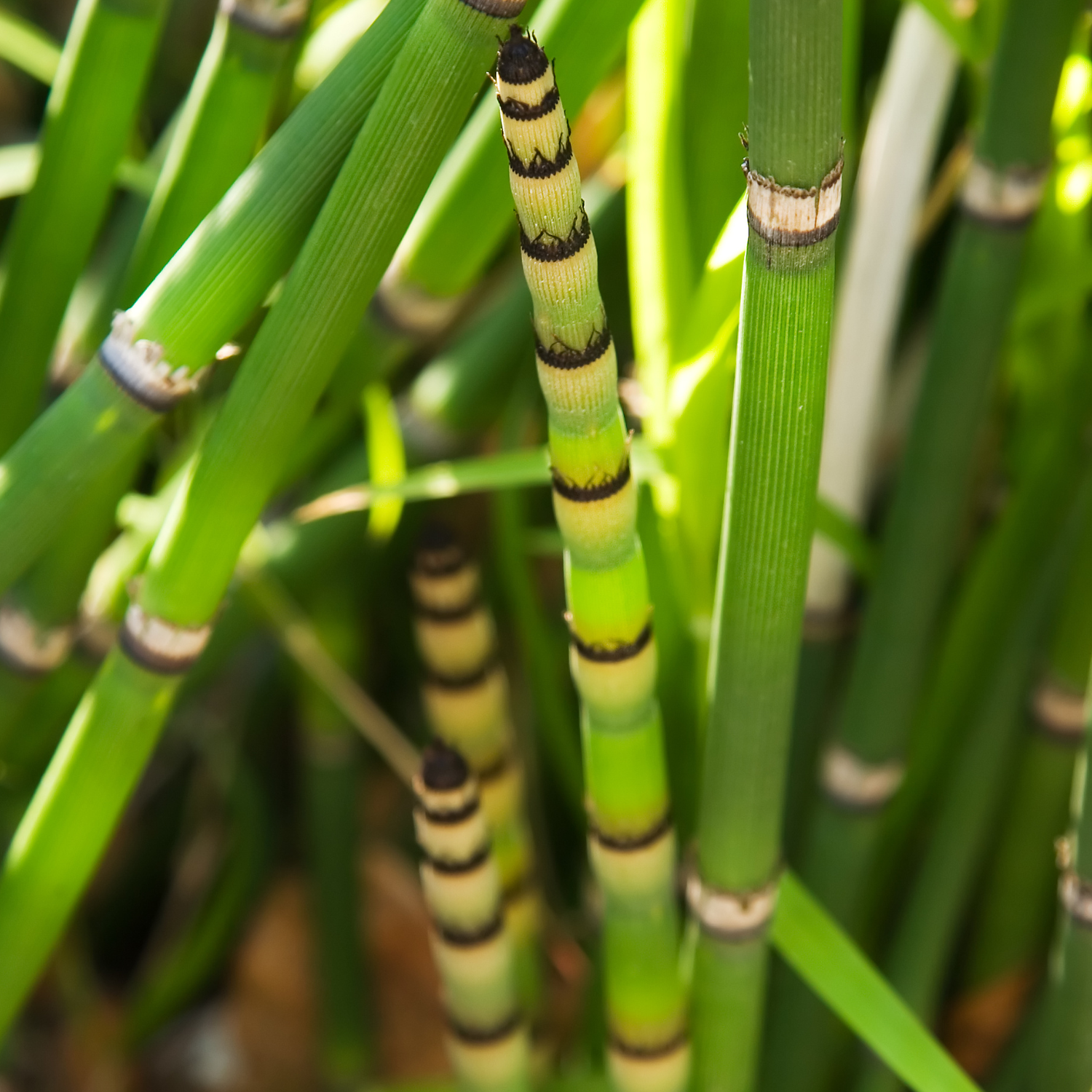 Horsetail 