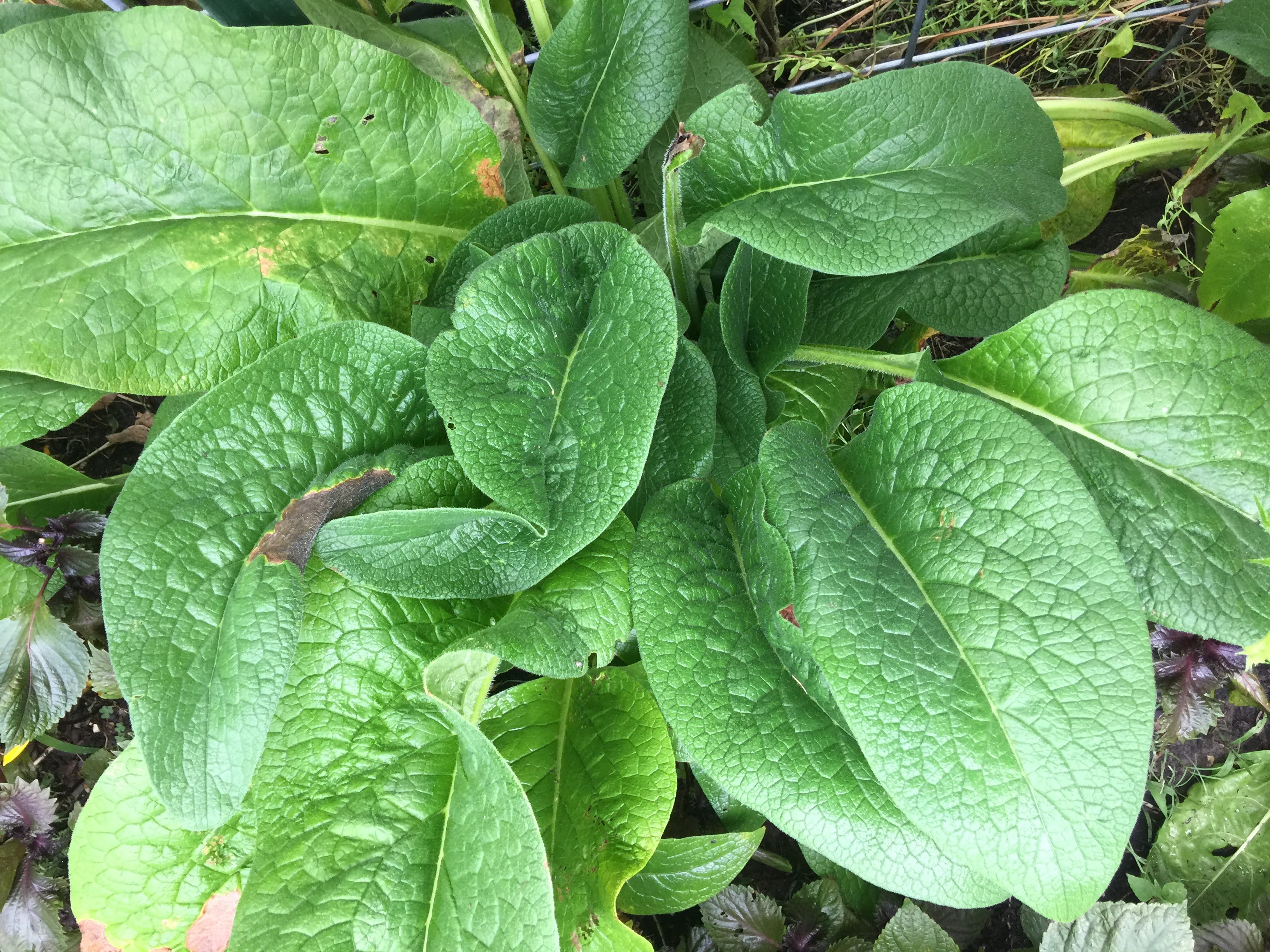 Comfrey Russian Bocking 14 