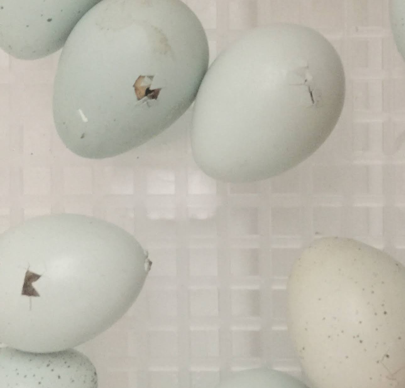 Fertile Jumbo Celadon Eggs 1-Dozen