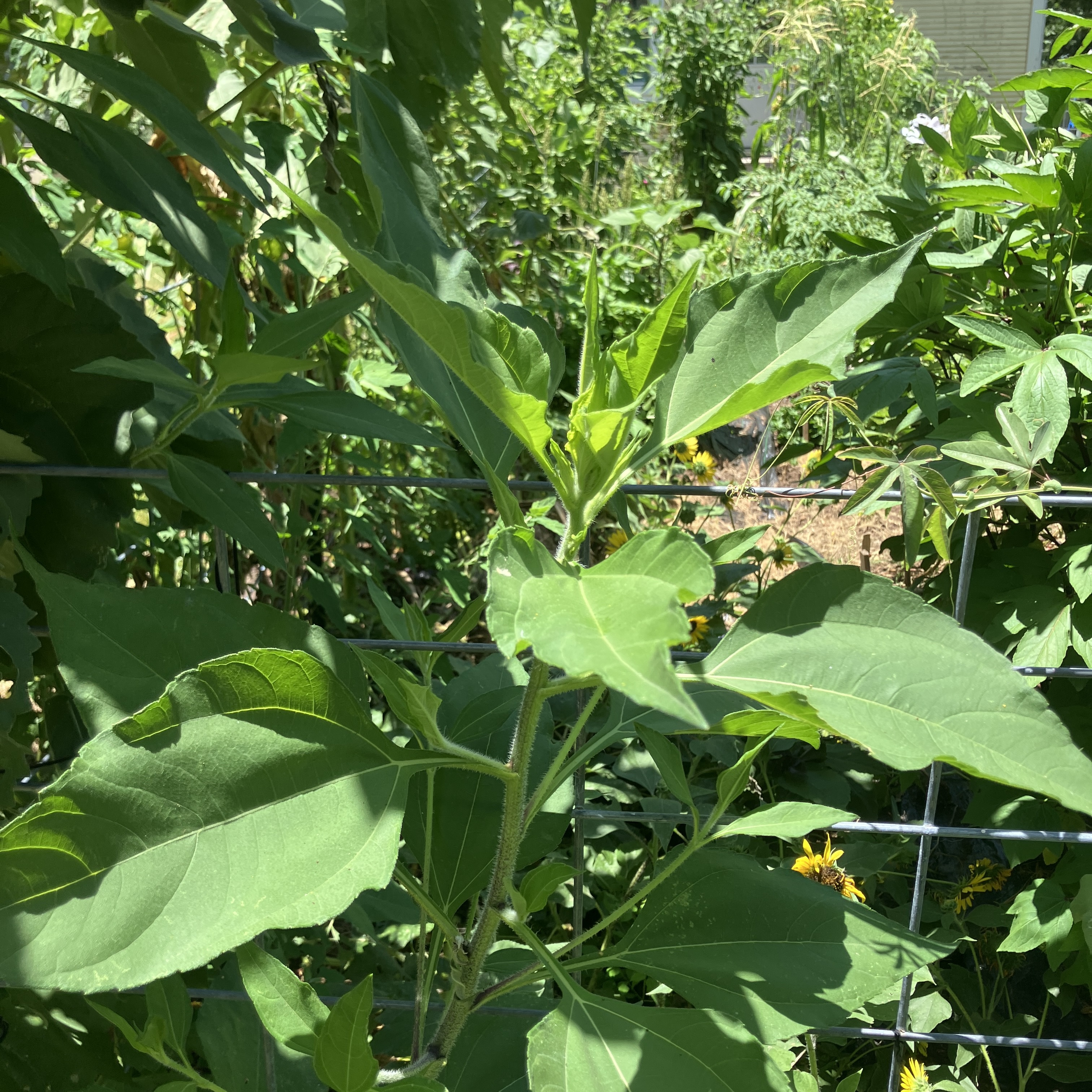Jerusalem Artichoke (Sunchoke)