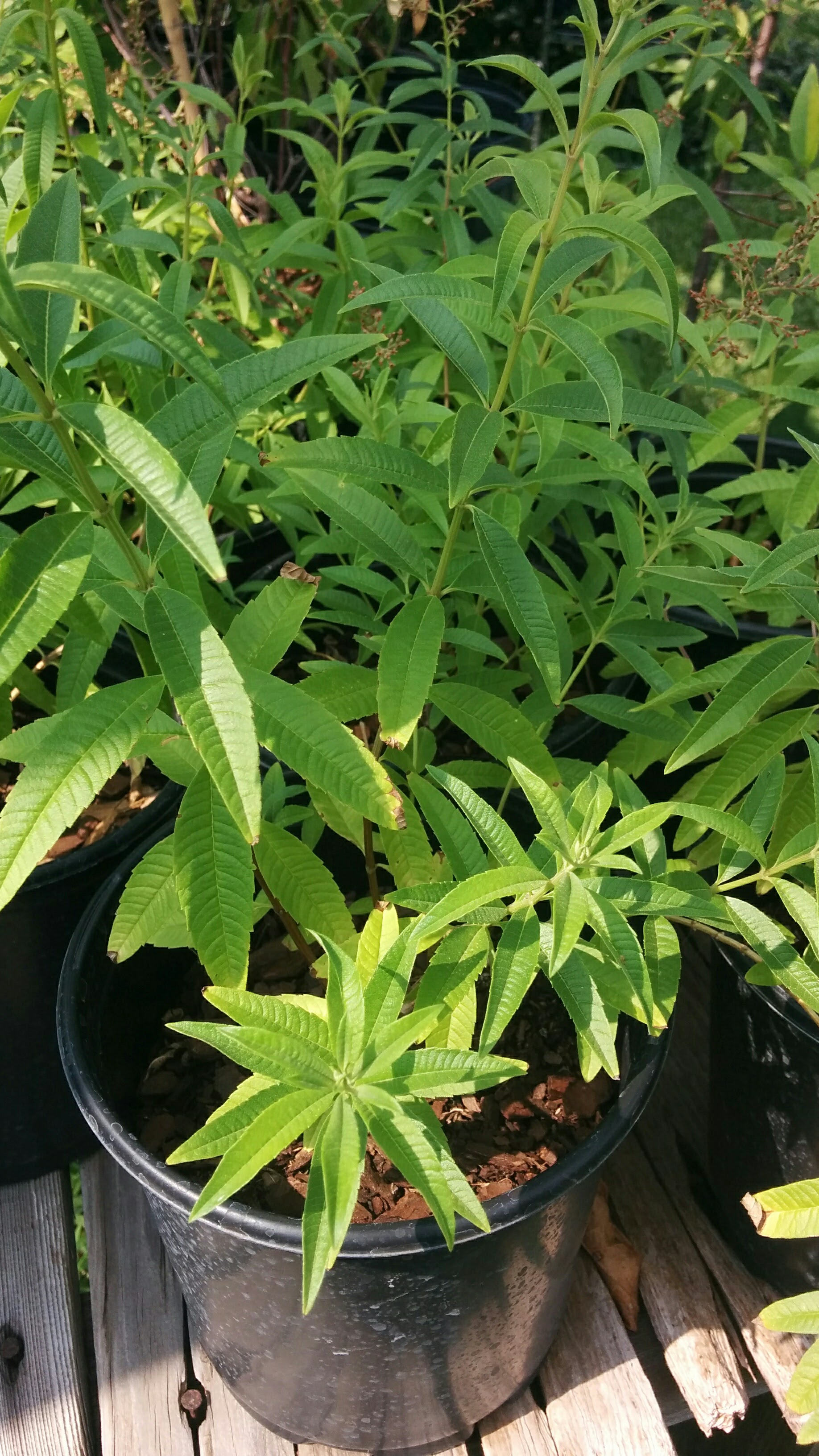 Lemon Verbena 