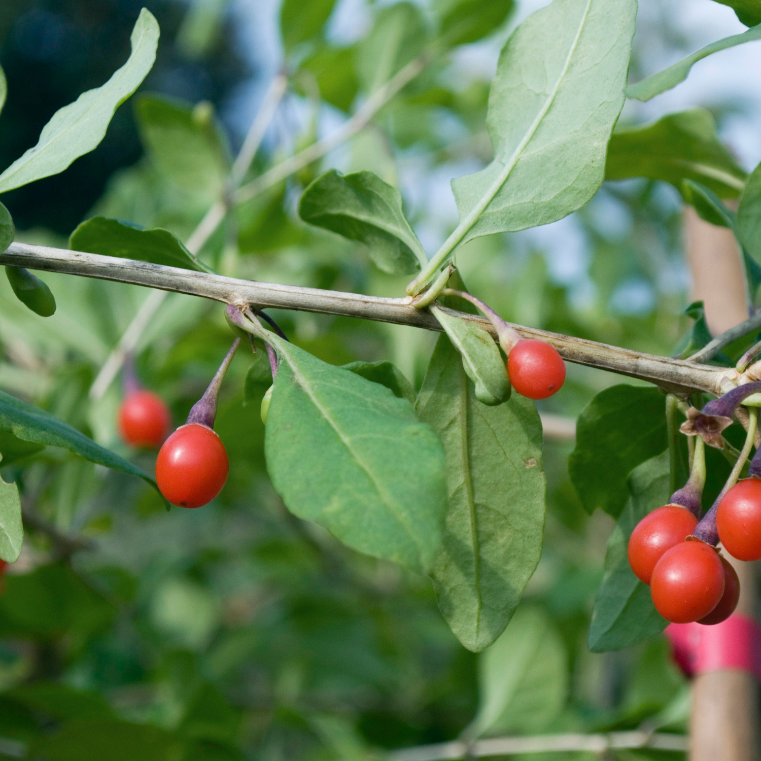 Goji Berry (Wolfberry)