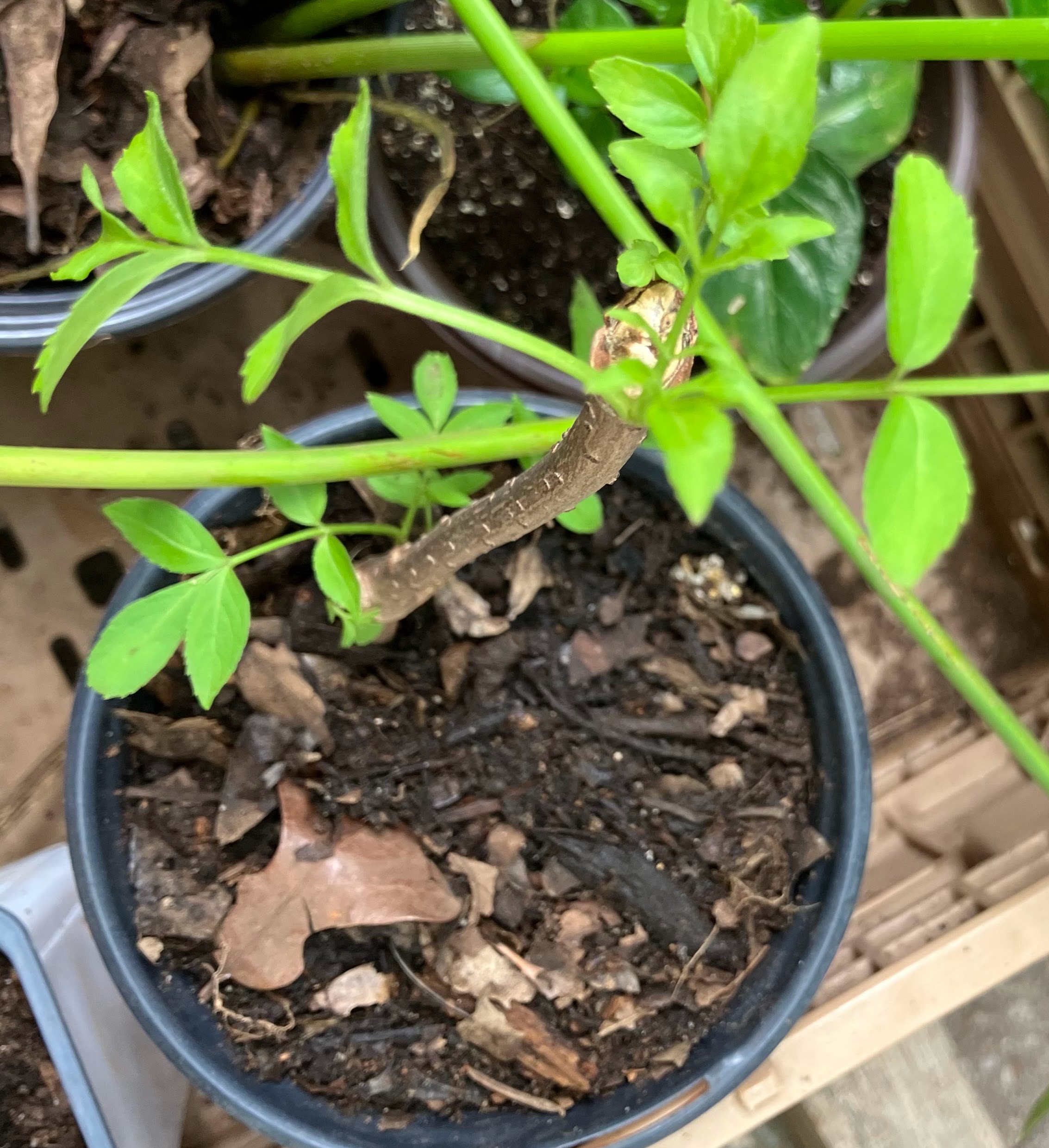 Native Texas Elderberry