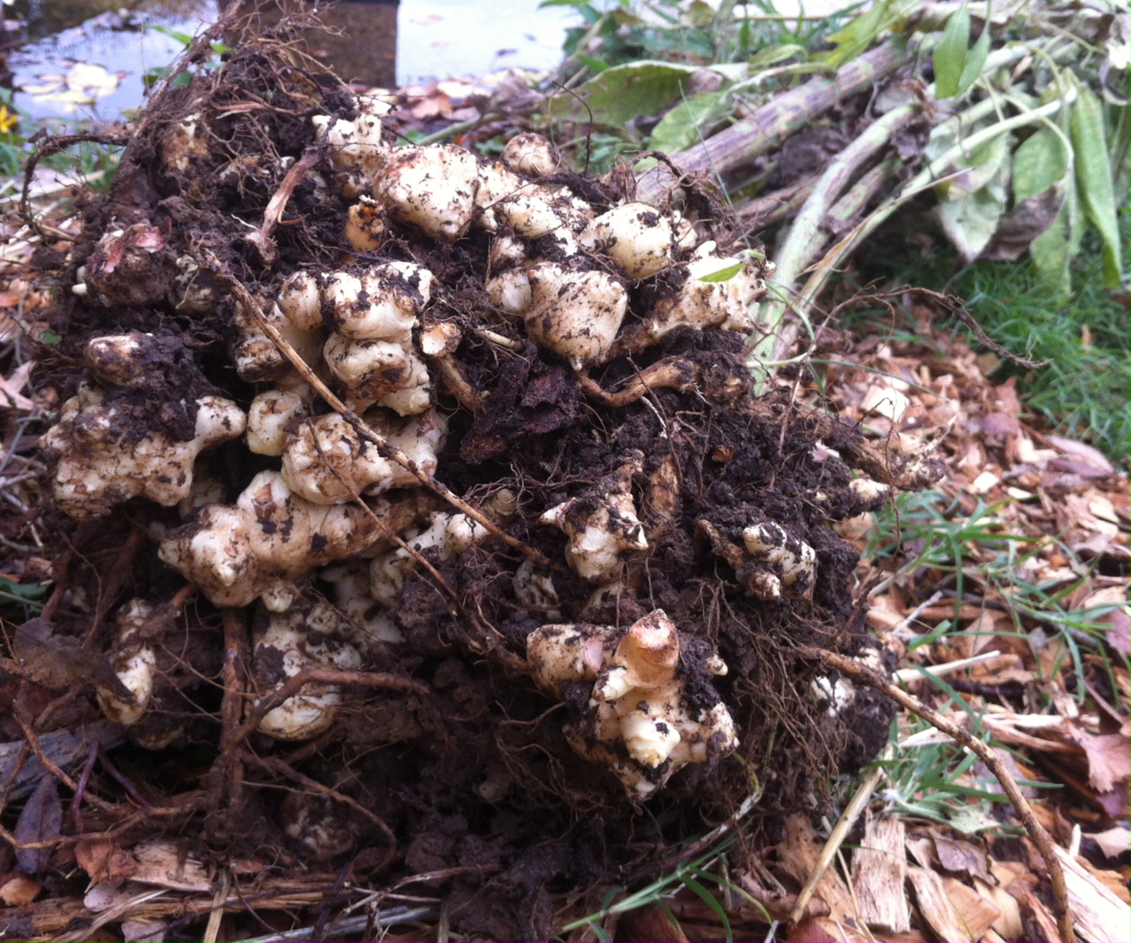 Jerusalem Artichoke (Sunchoke)