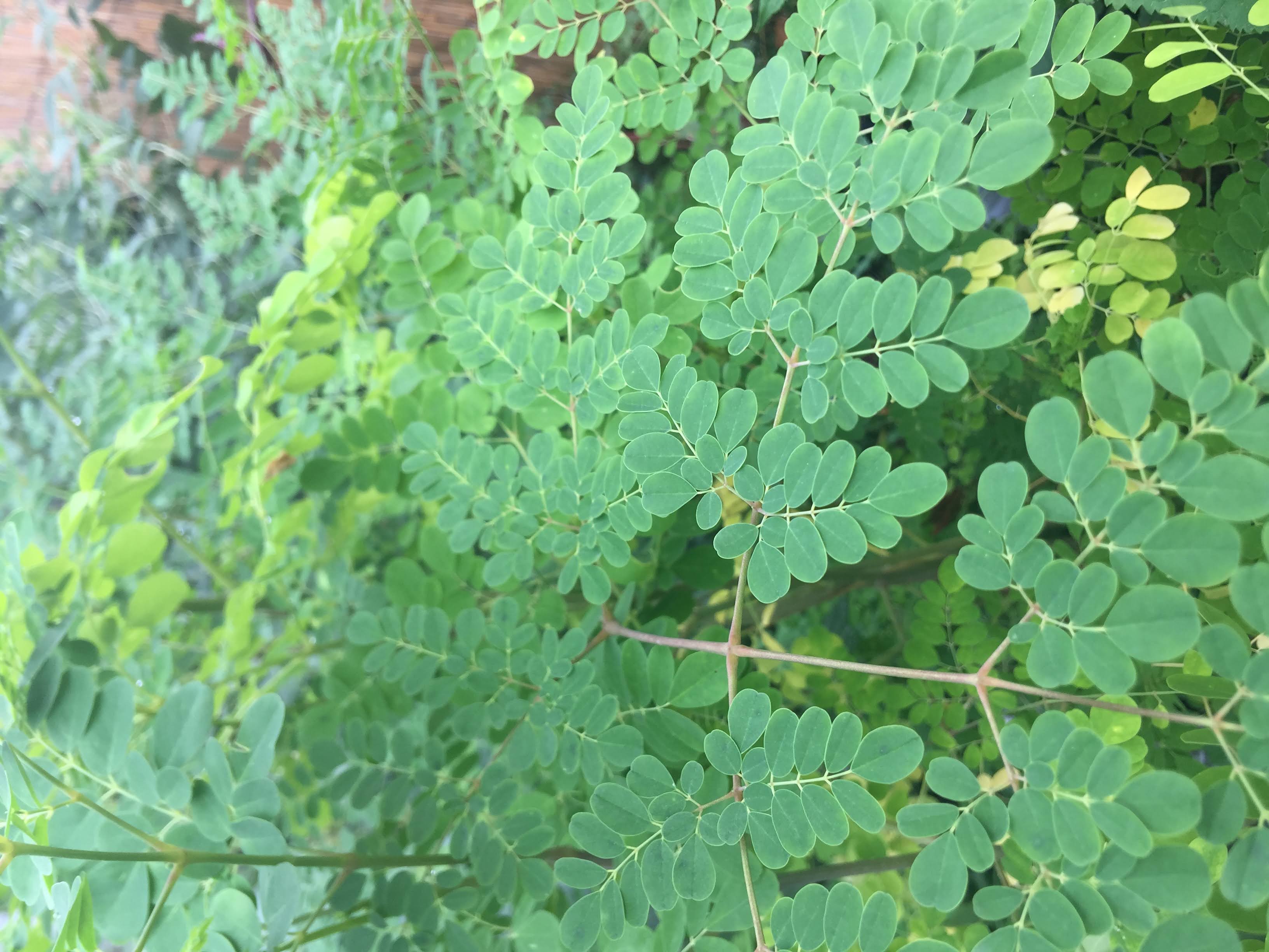 Moringa 