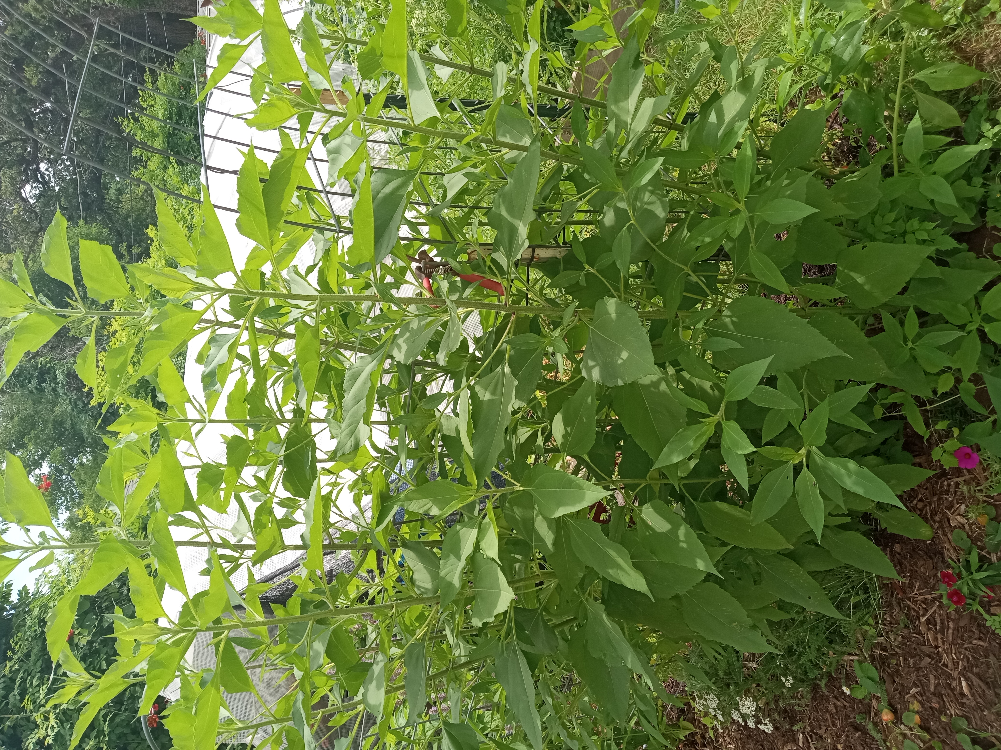 Jerusalem Artichoke (Sunchoke)
