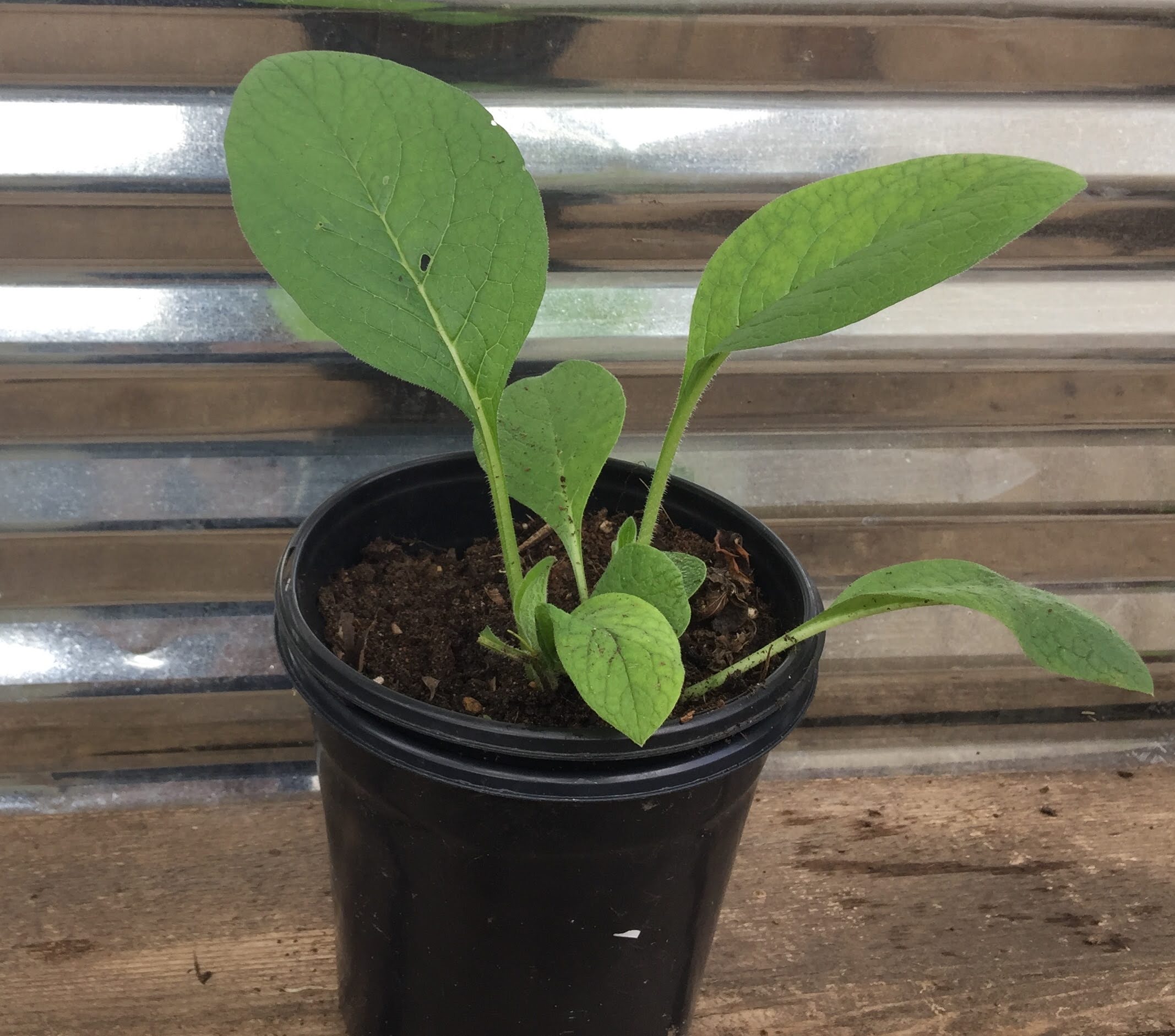 Comfrey Russian Bocking 14 
