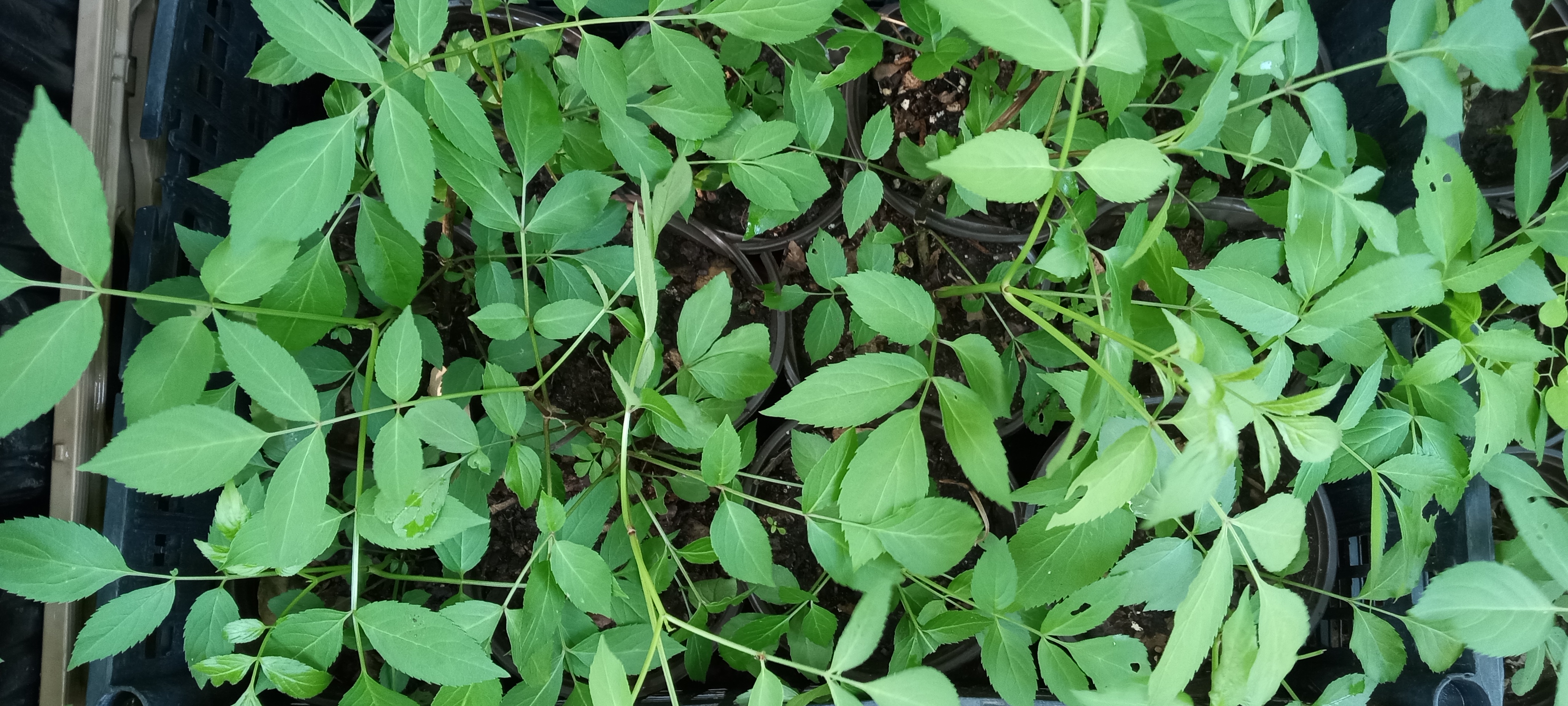 Native Texas Elderberry