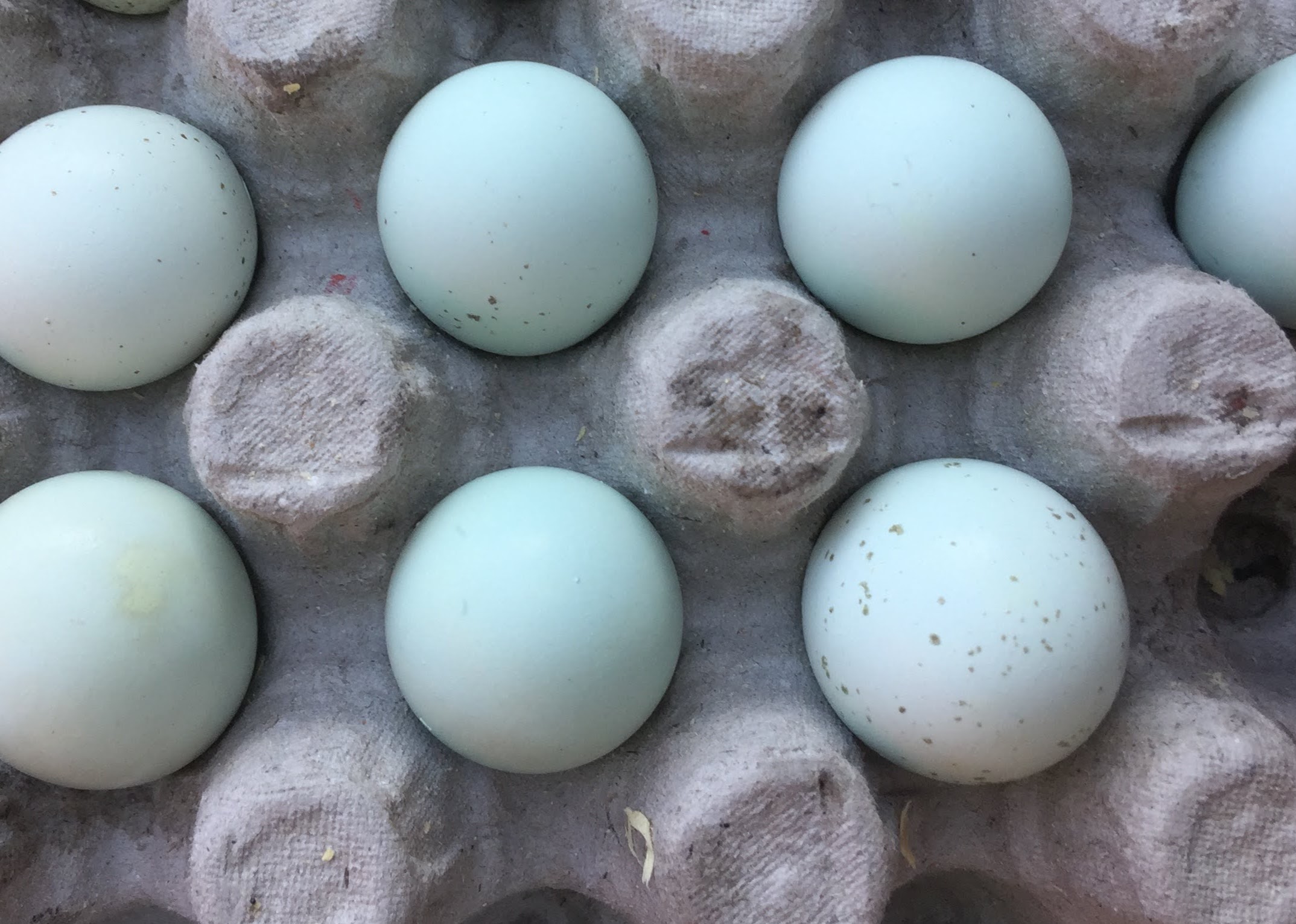 Burbsteading  Summer Camp Intensive  June 8-12 