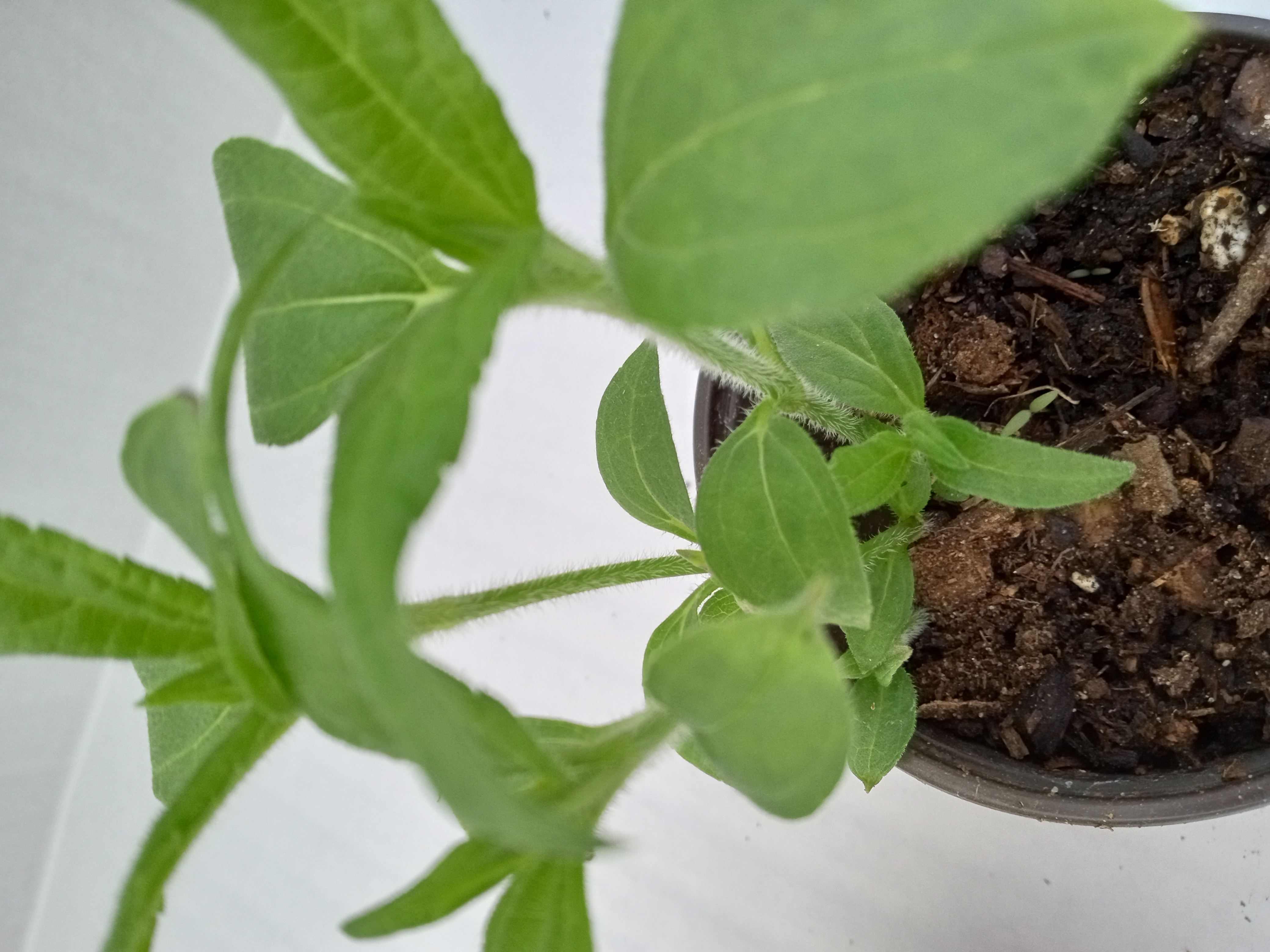 Jerusalem Artichoke (Sunchoke)