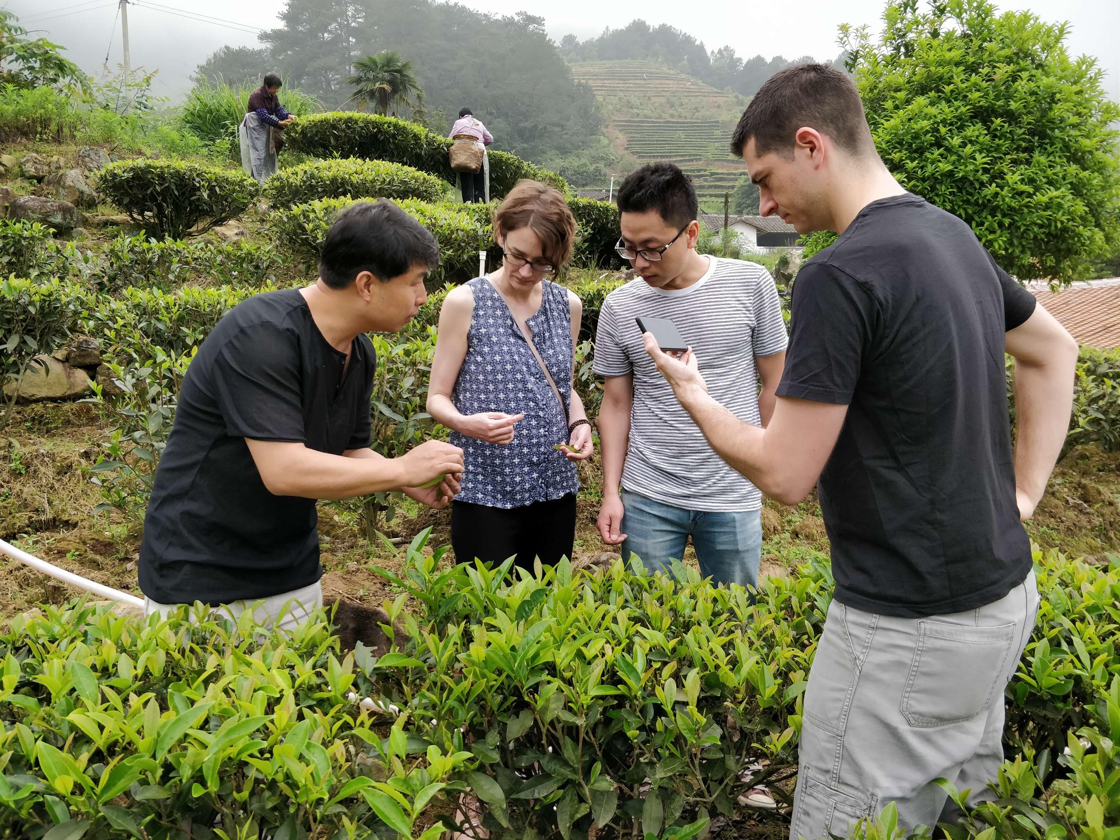 2026 Chinese Tea Hunt