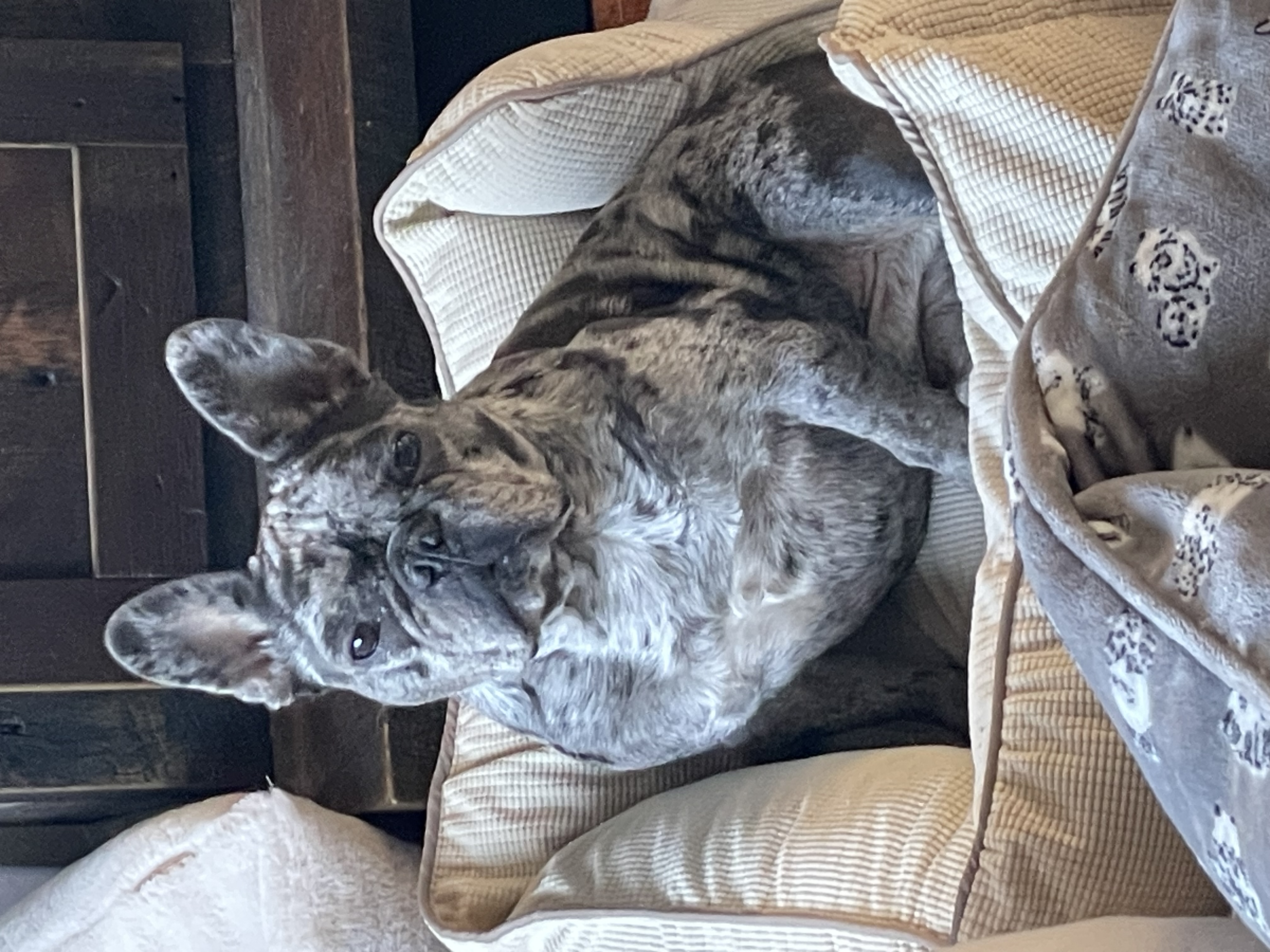 Cama para perro tamaño mediano