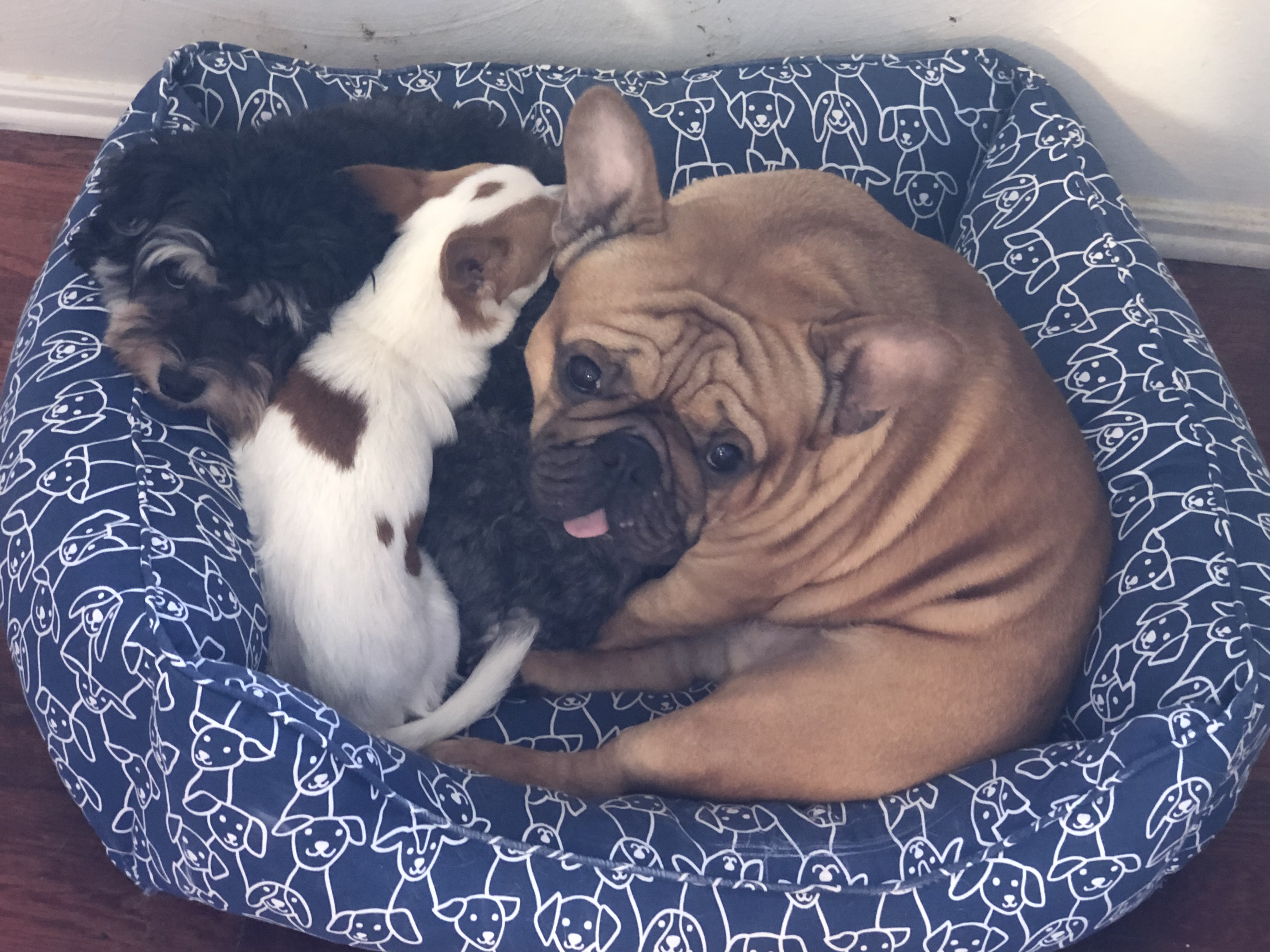 Cama para mascotas estampada