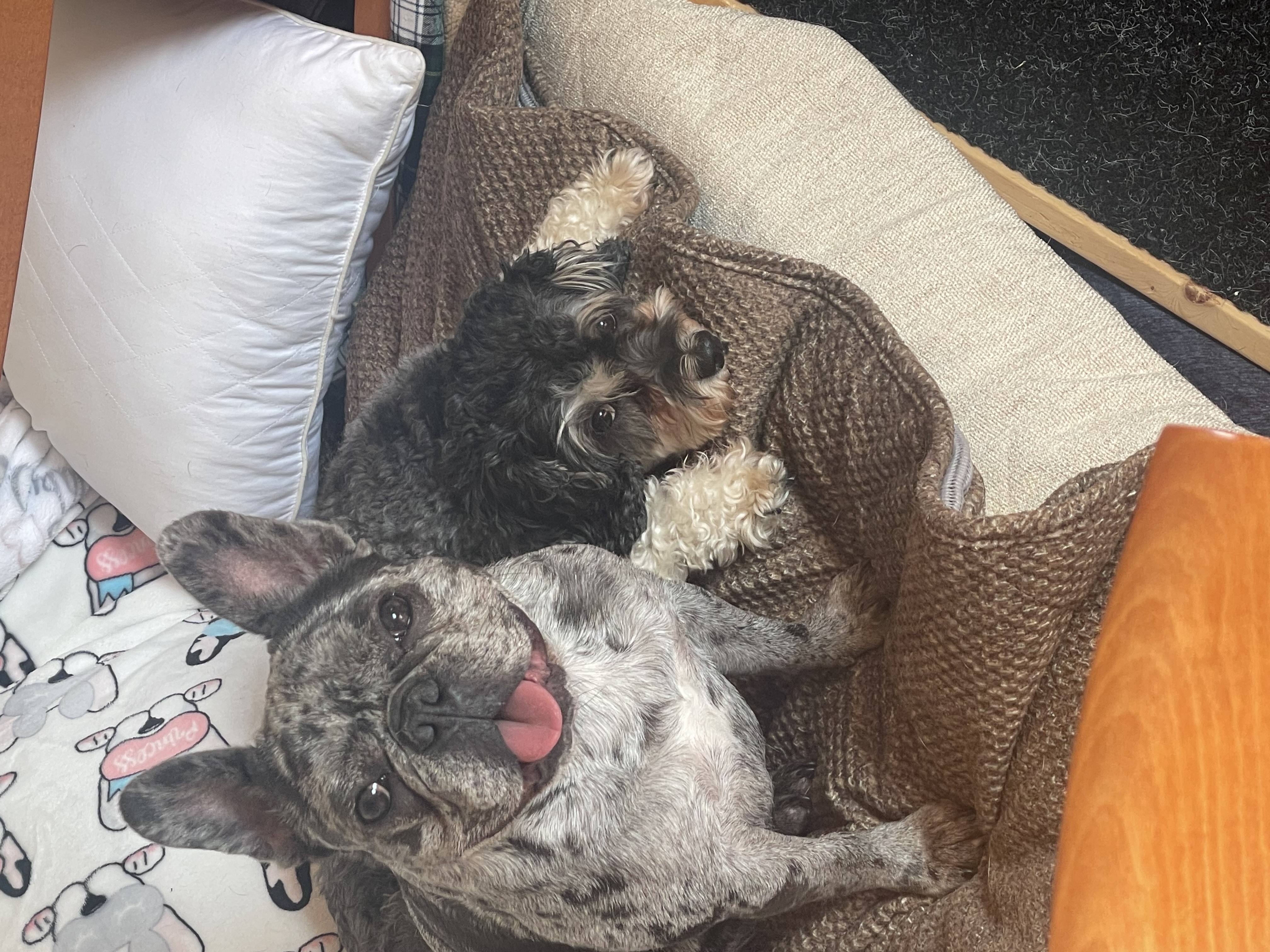 Manta de lana para mascotas