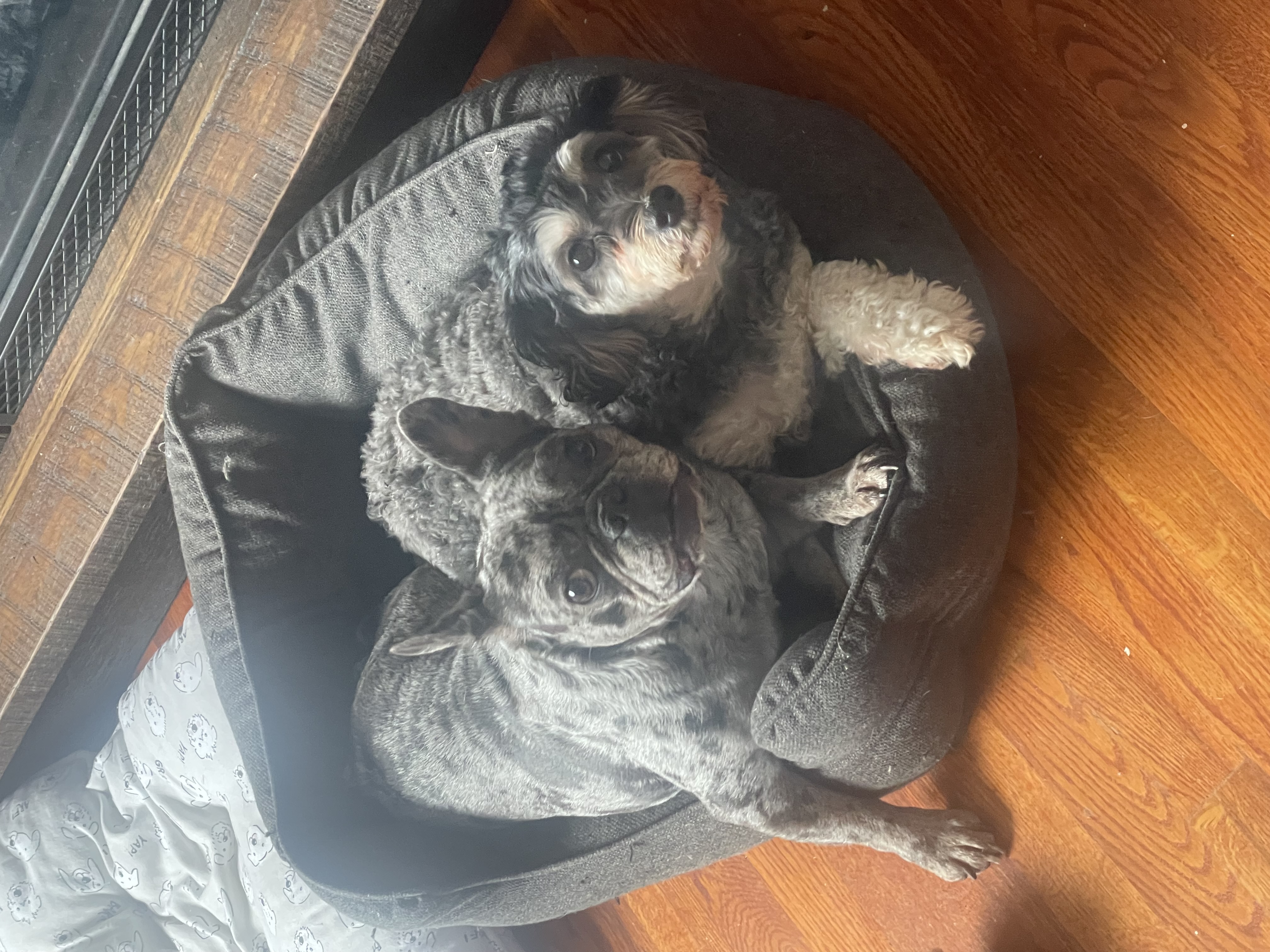 Cama para mascotas medianas