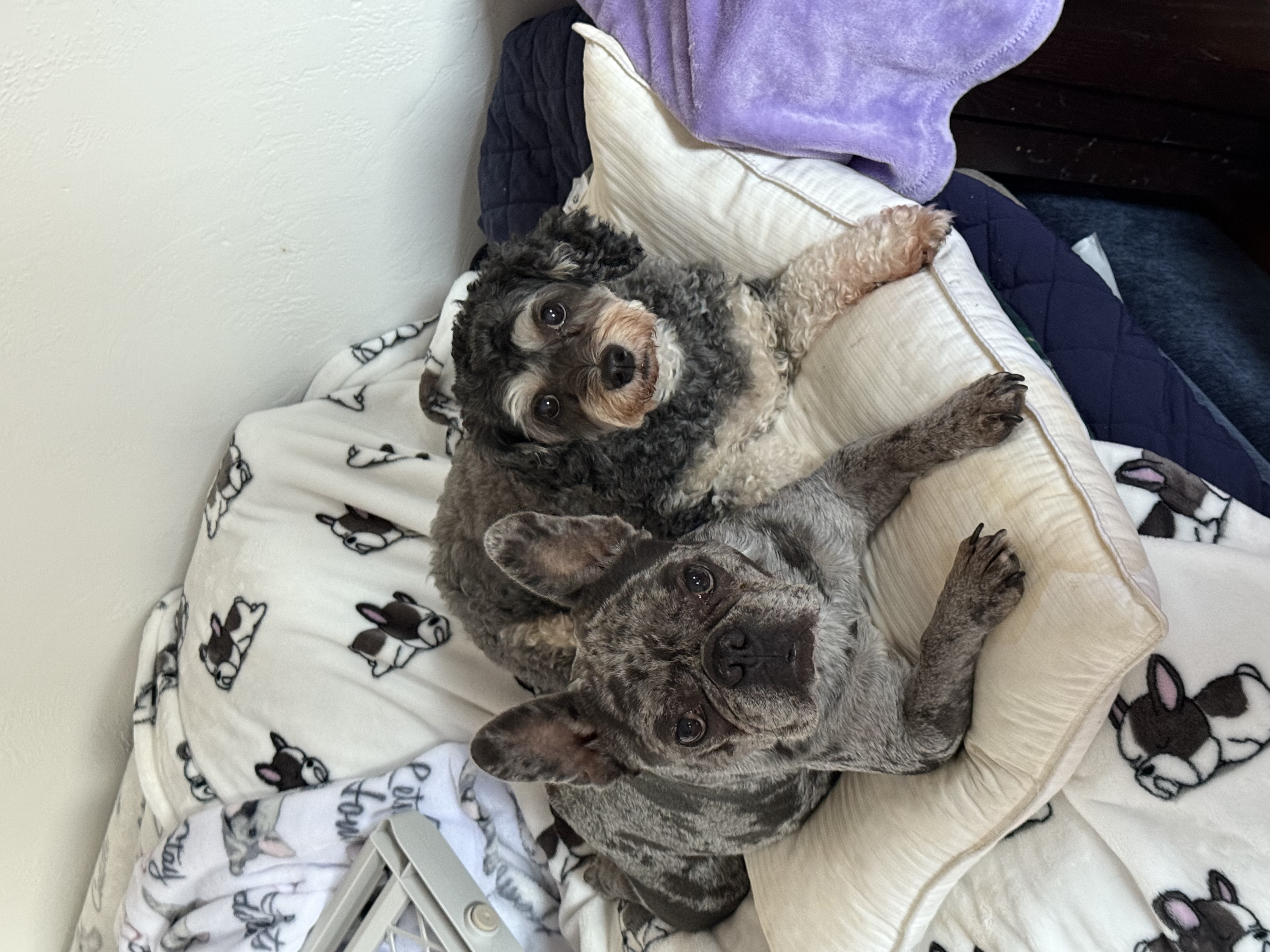 Manta estampada para mascotas