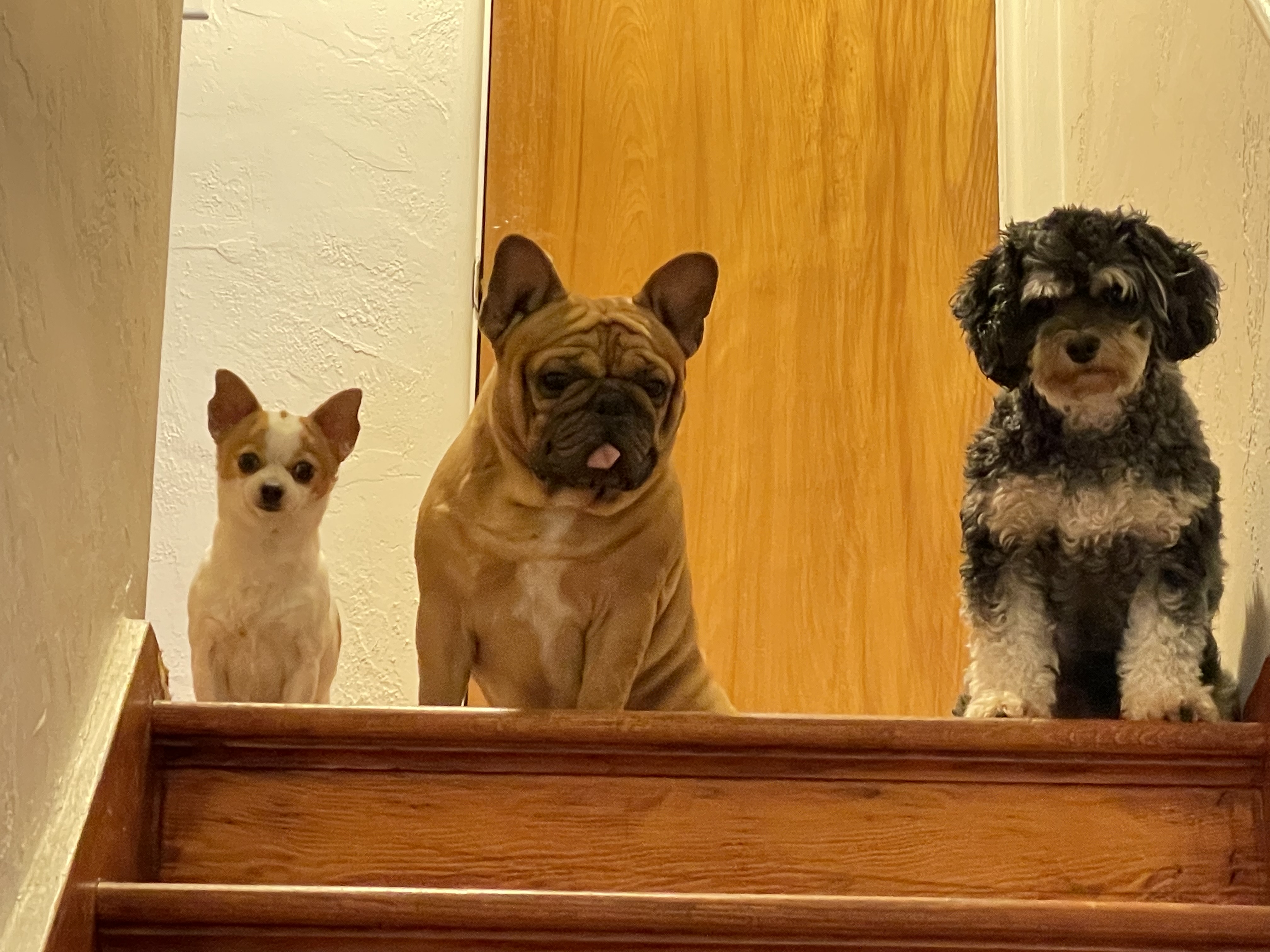 Cama para Mascotas Premium