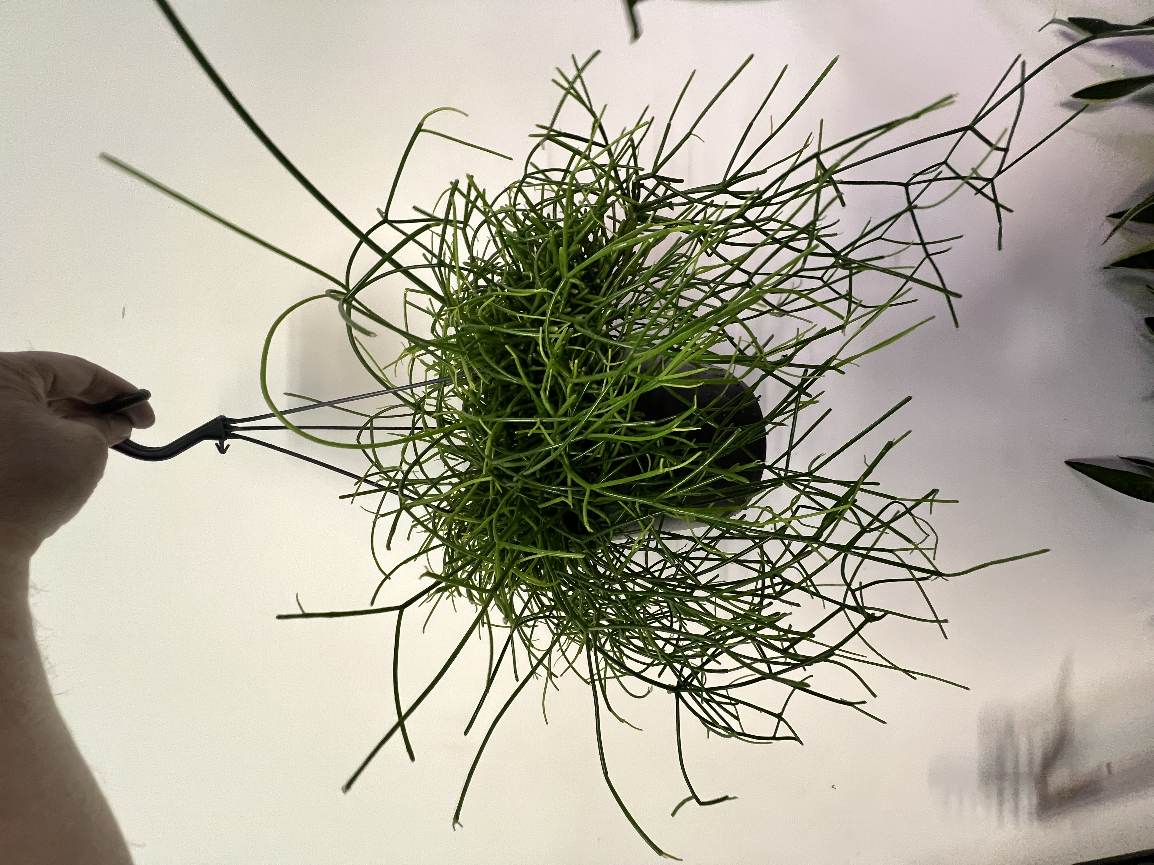 Rhipsalis Hanging Plant
