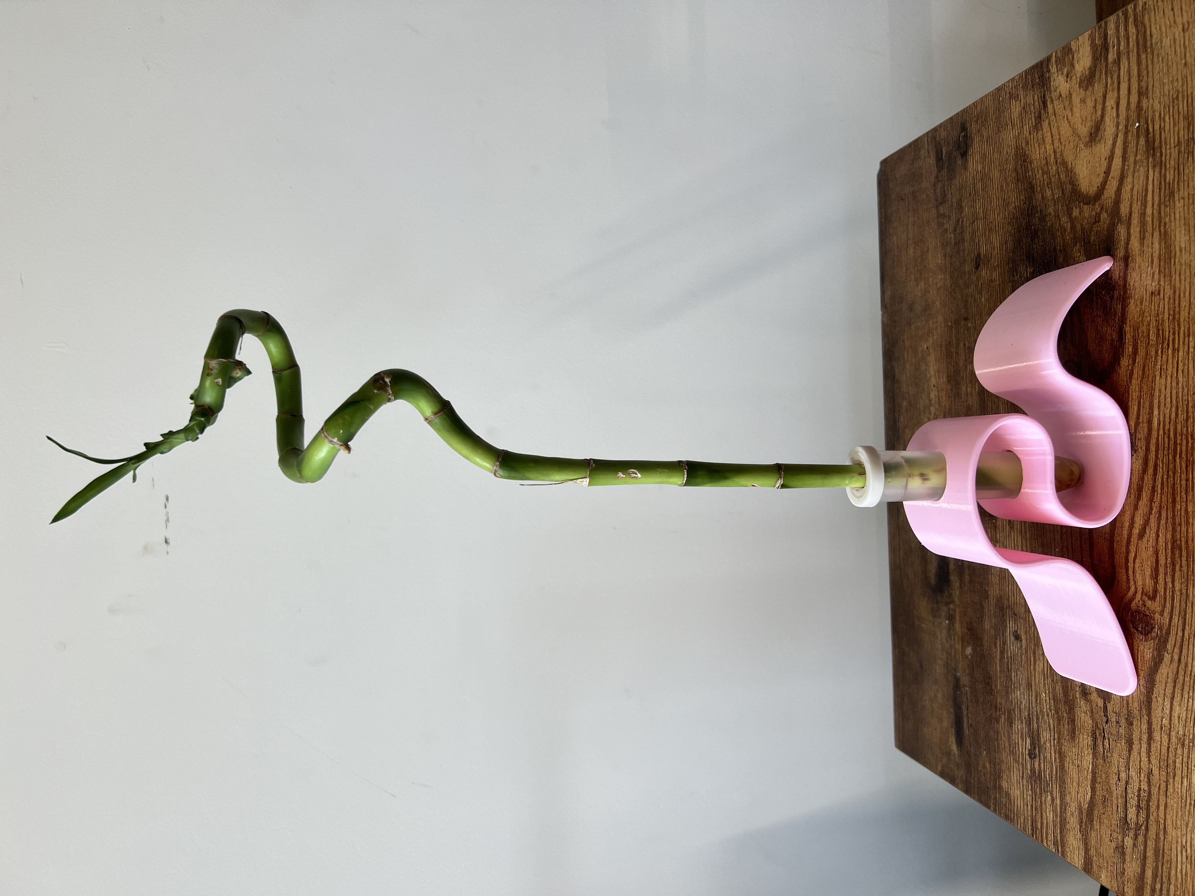 Spiral Lucky Bamboo Plant with pink holder