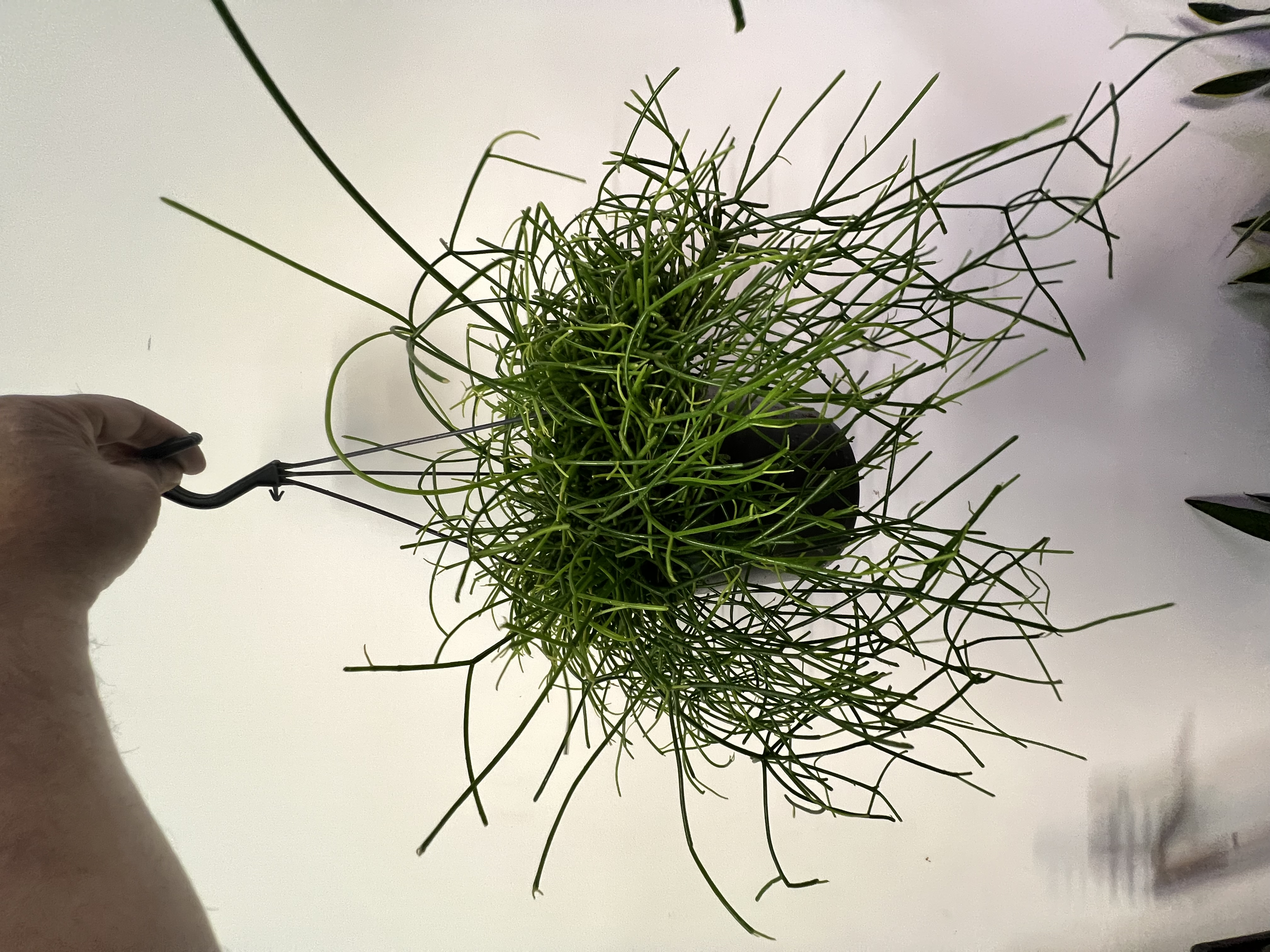 Rhipsalis Hanging Plant