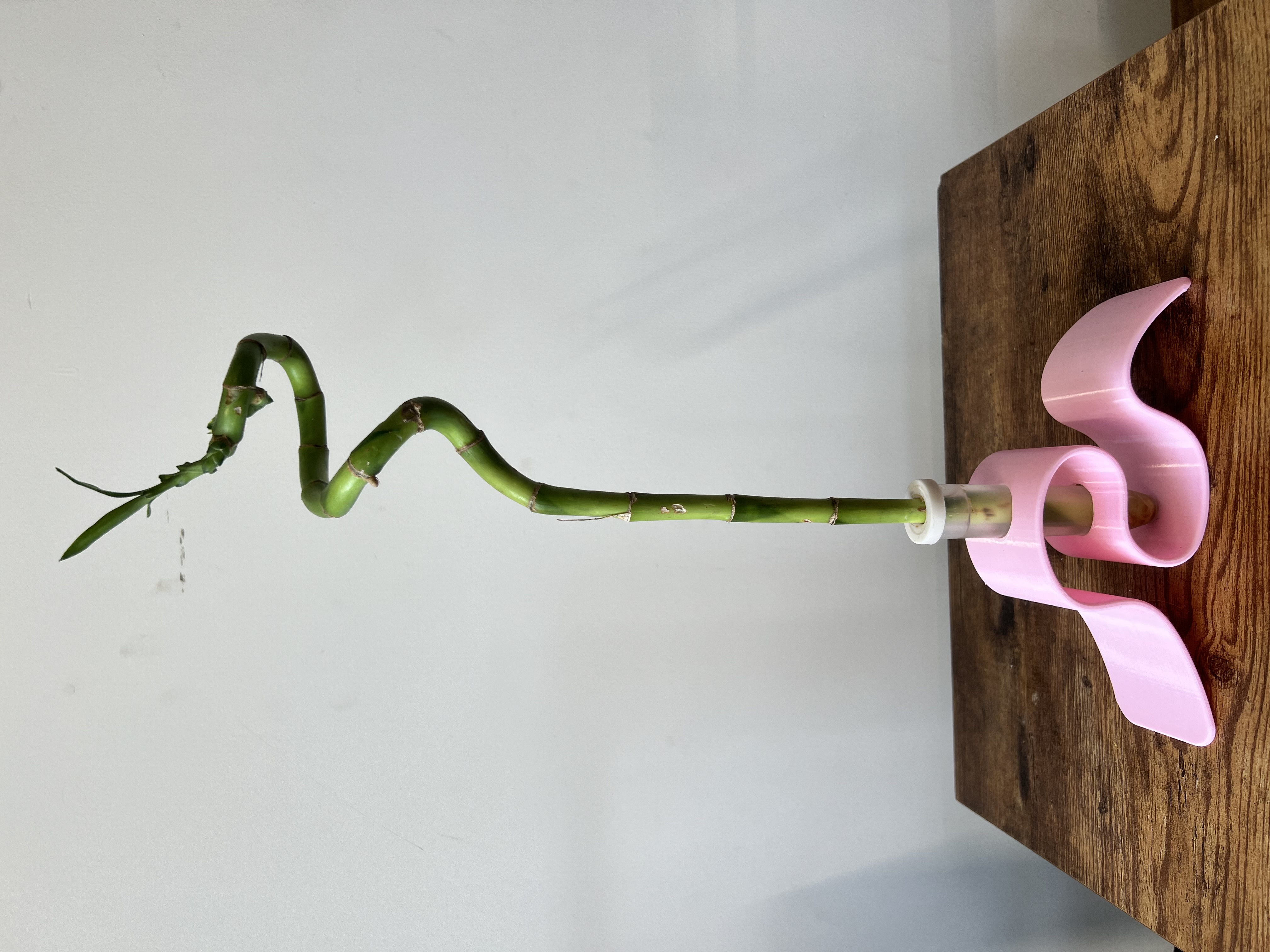 Spiral Lucky Bamboo Plant with pink holder