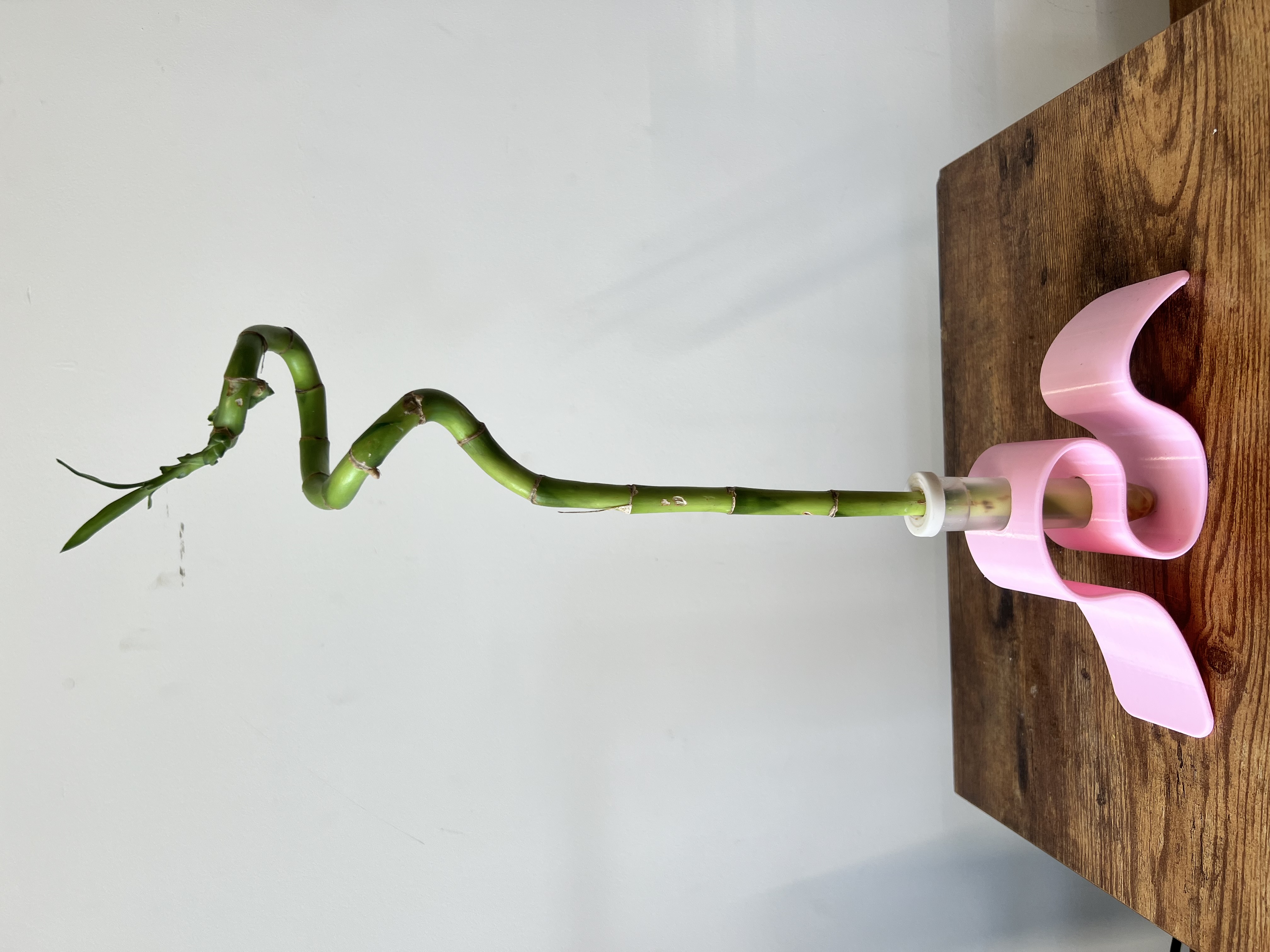 Spiral Lucky Bamboo Plant with pink holder