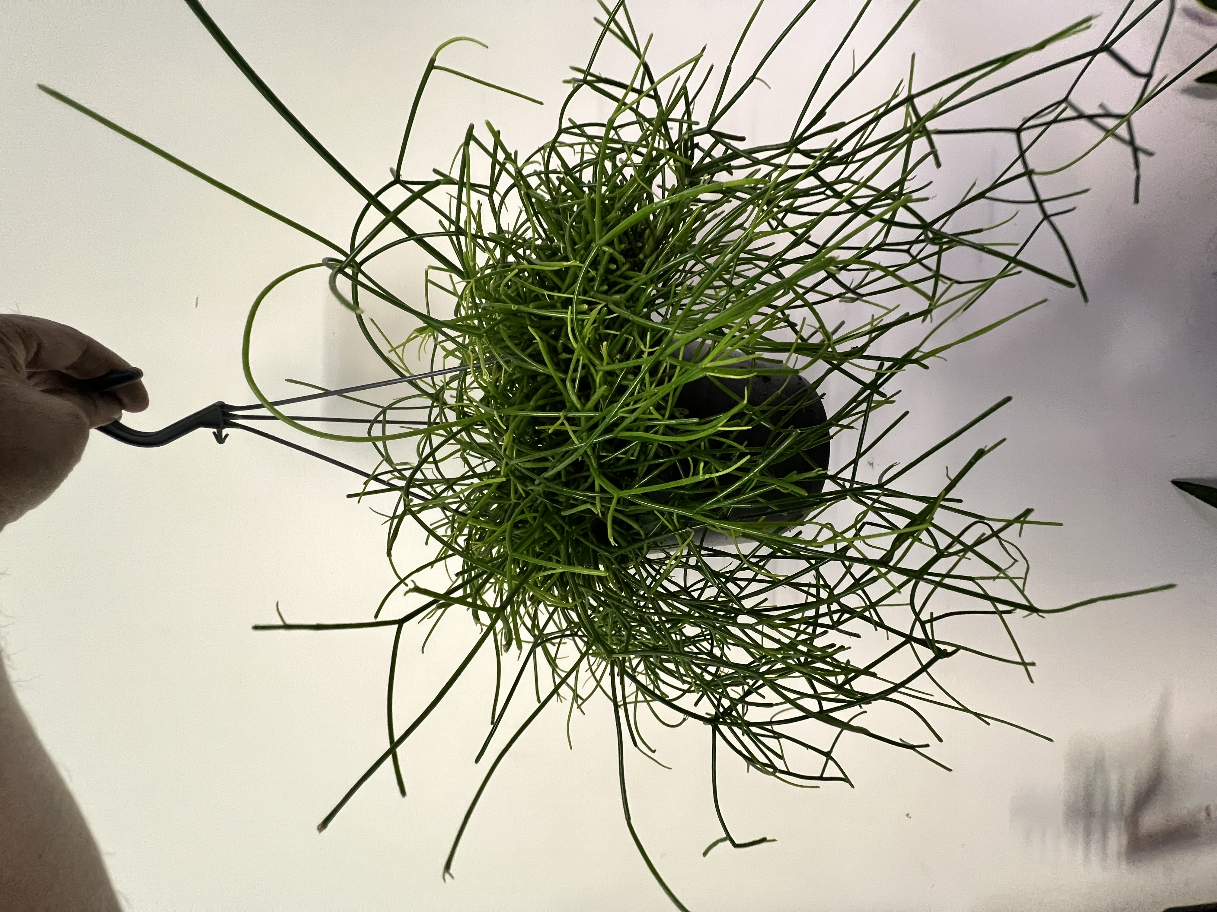 Rhipsalis Hanging Plant