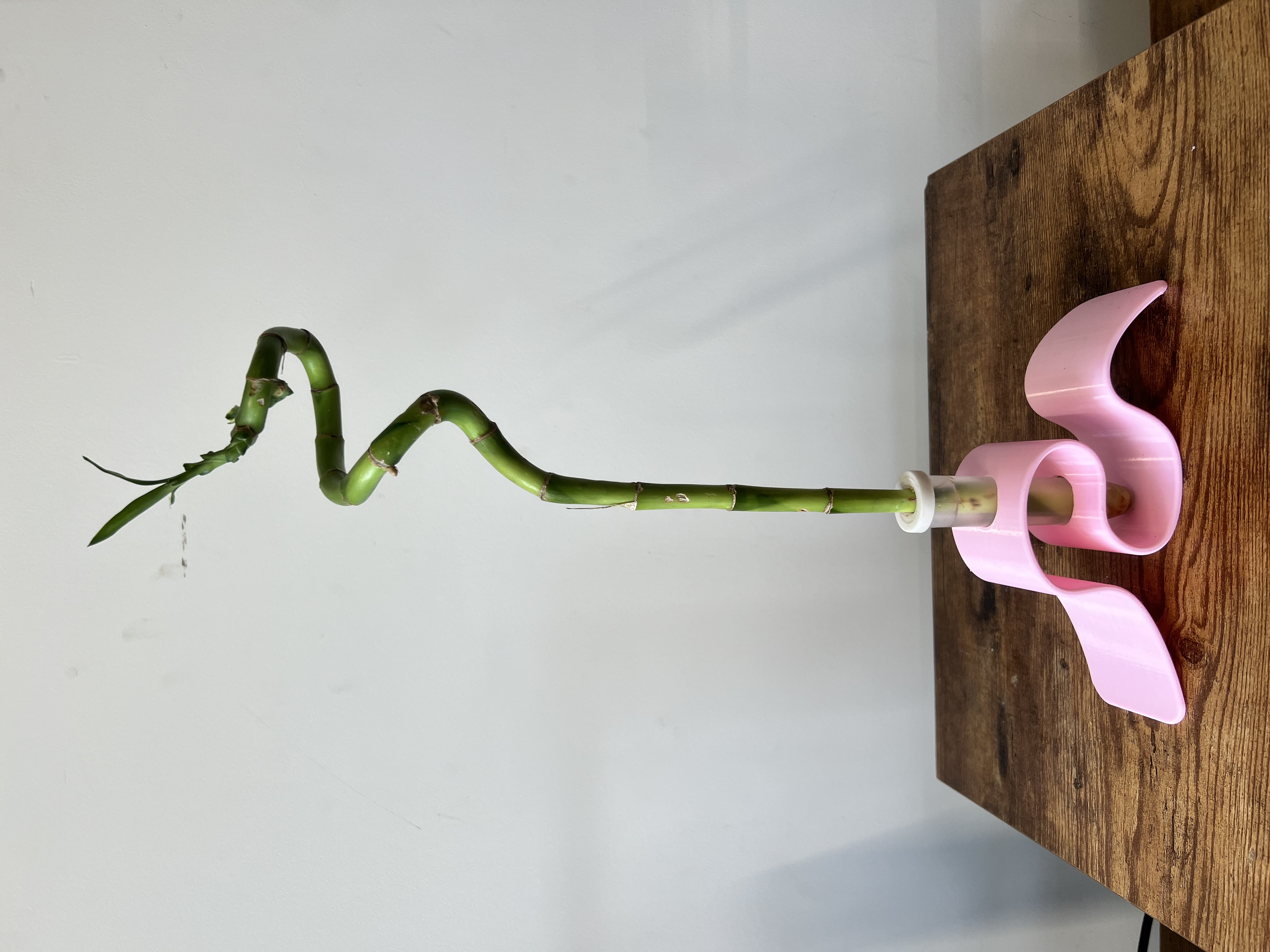 Spiral Lucky Bamboo Plant with pink holder