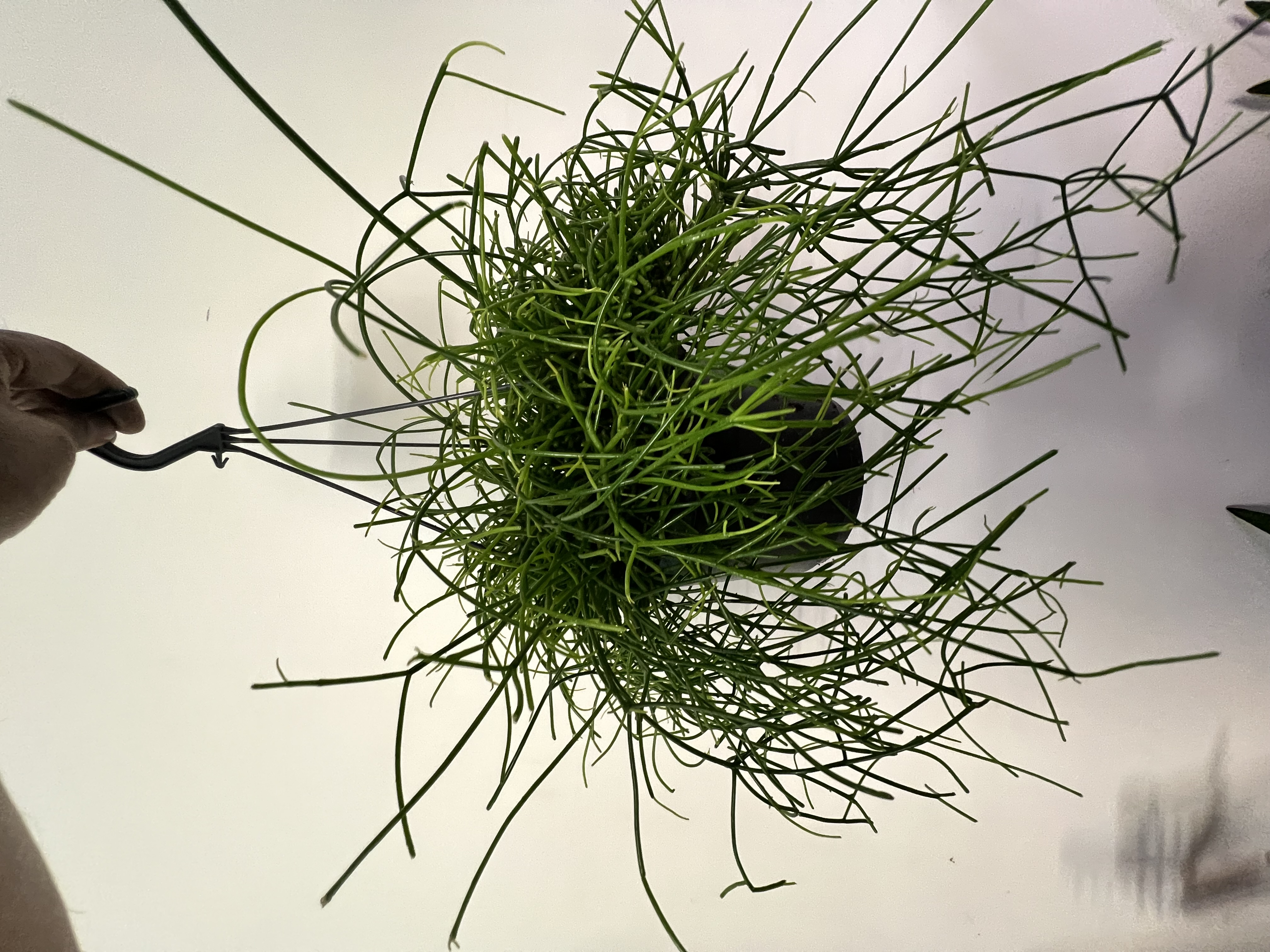 Rhipsalis Hanging Plant