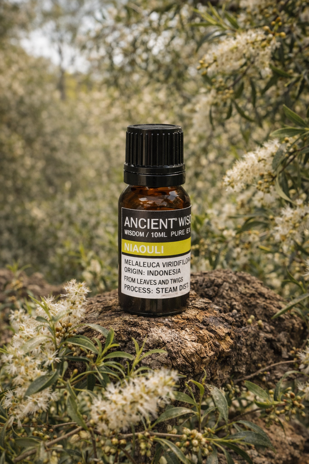 Huile essentielle de Niaouli