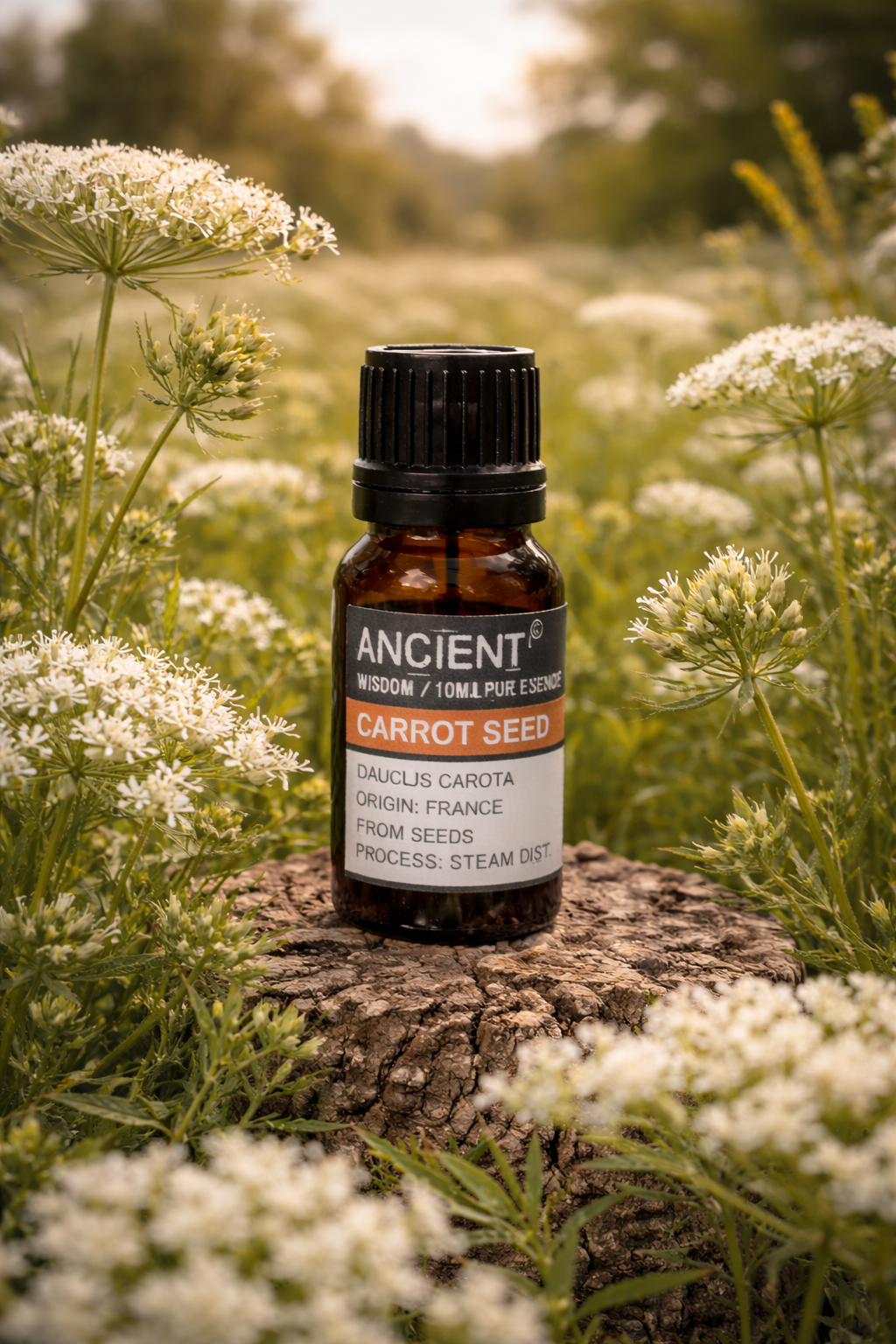 Huile essentielle de Graines de Carotte