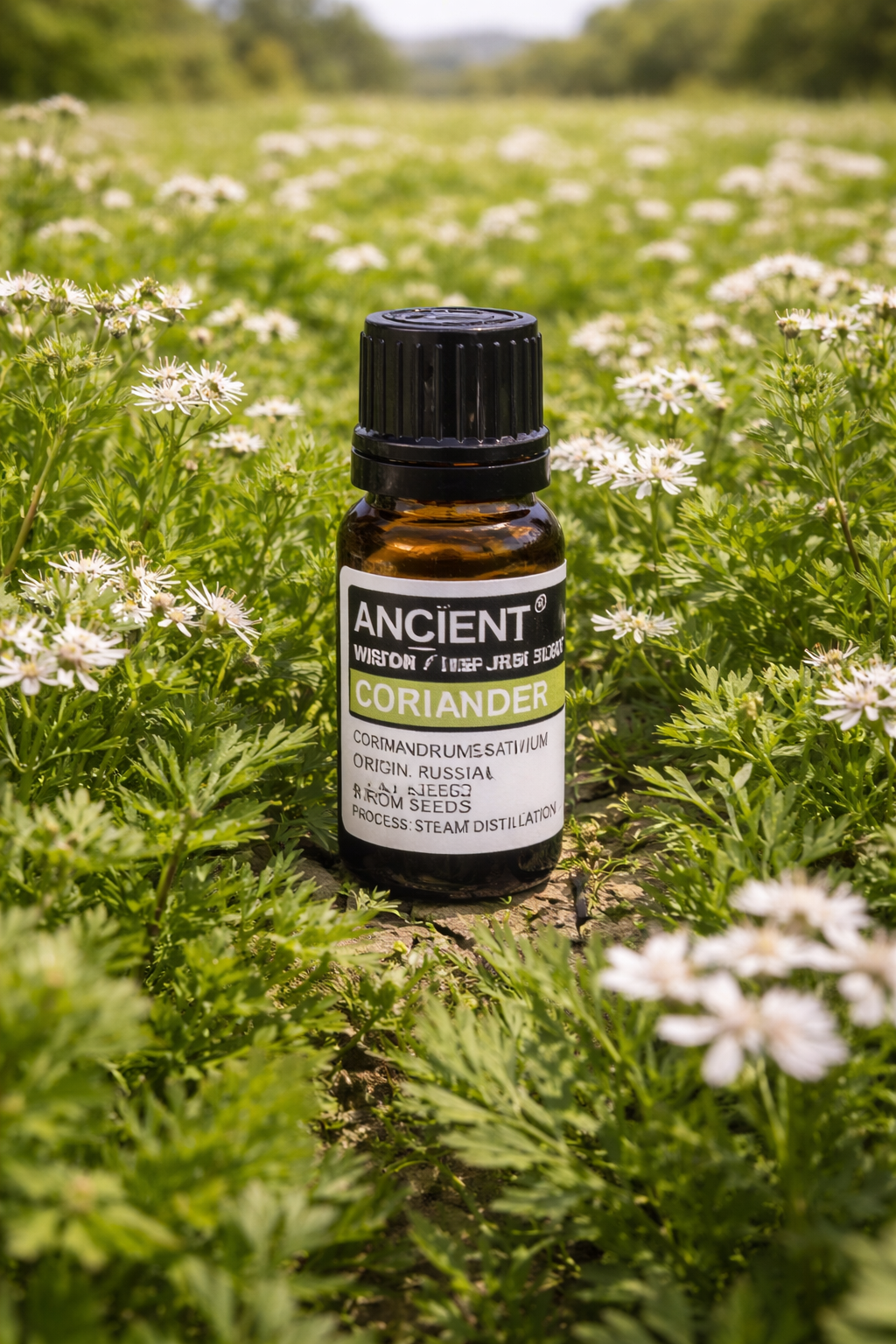 Huile Essentielle des Graines de Coriandre