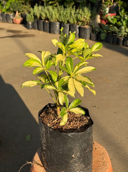 Variegated Schefflera Plant