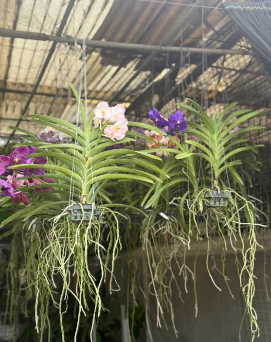 Vanda Orchid Hanging Plants