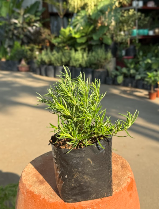 Rosemary Herb Plant